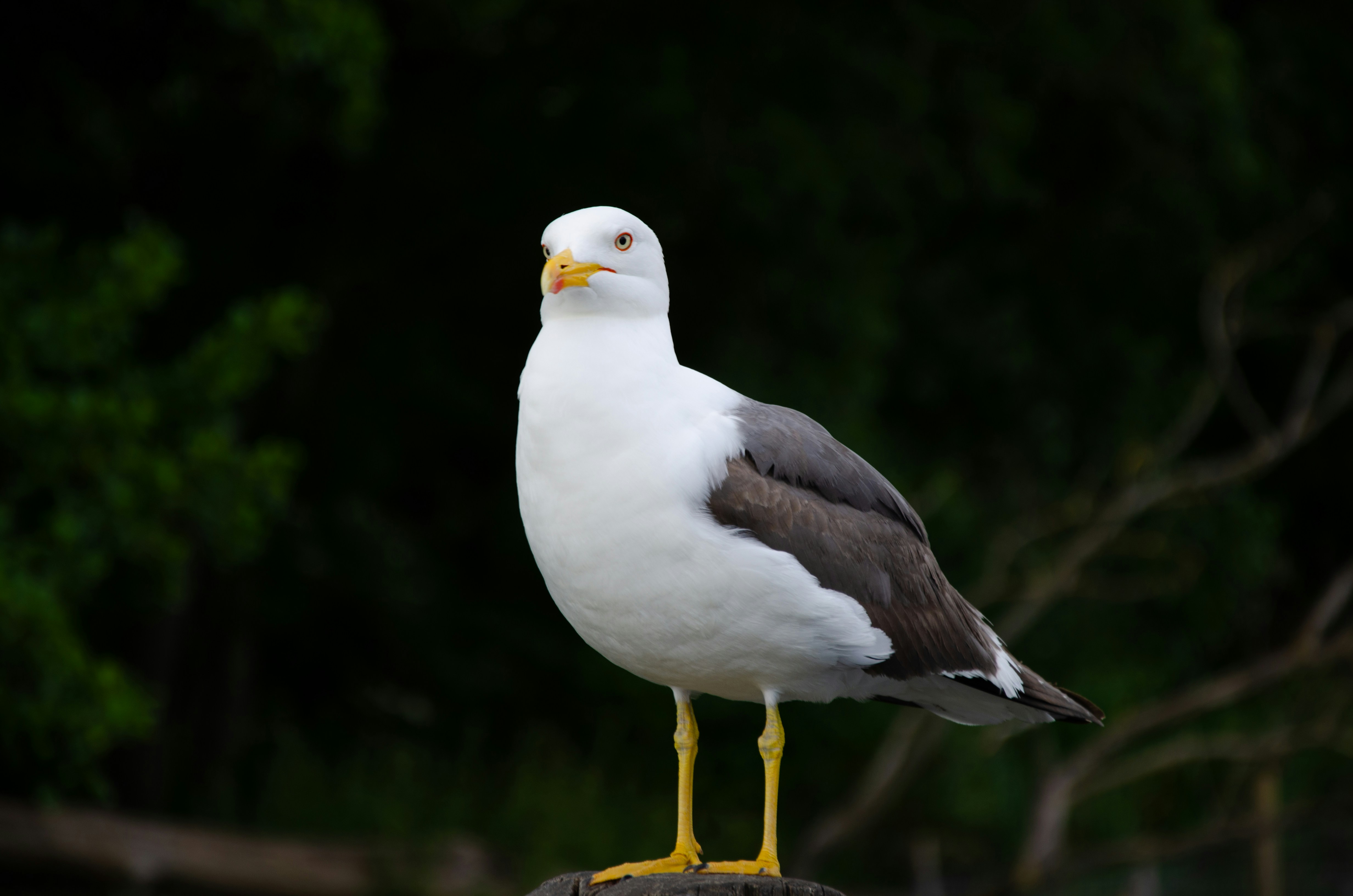 Photo by utku_kaplan