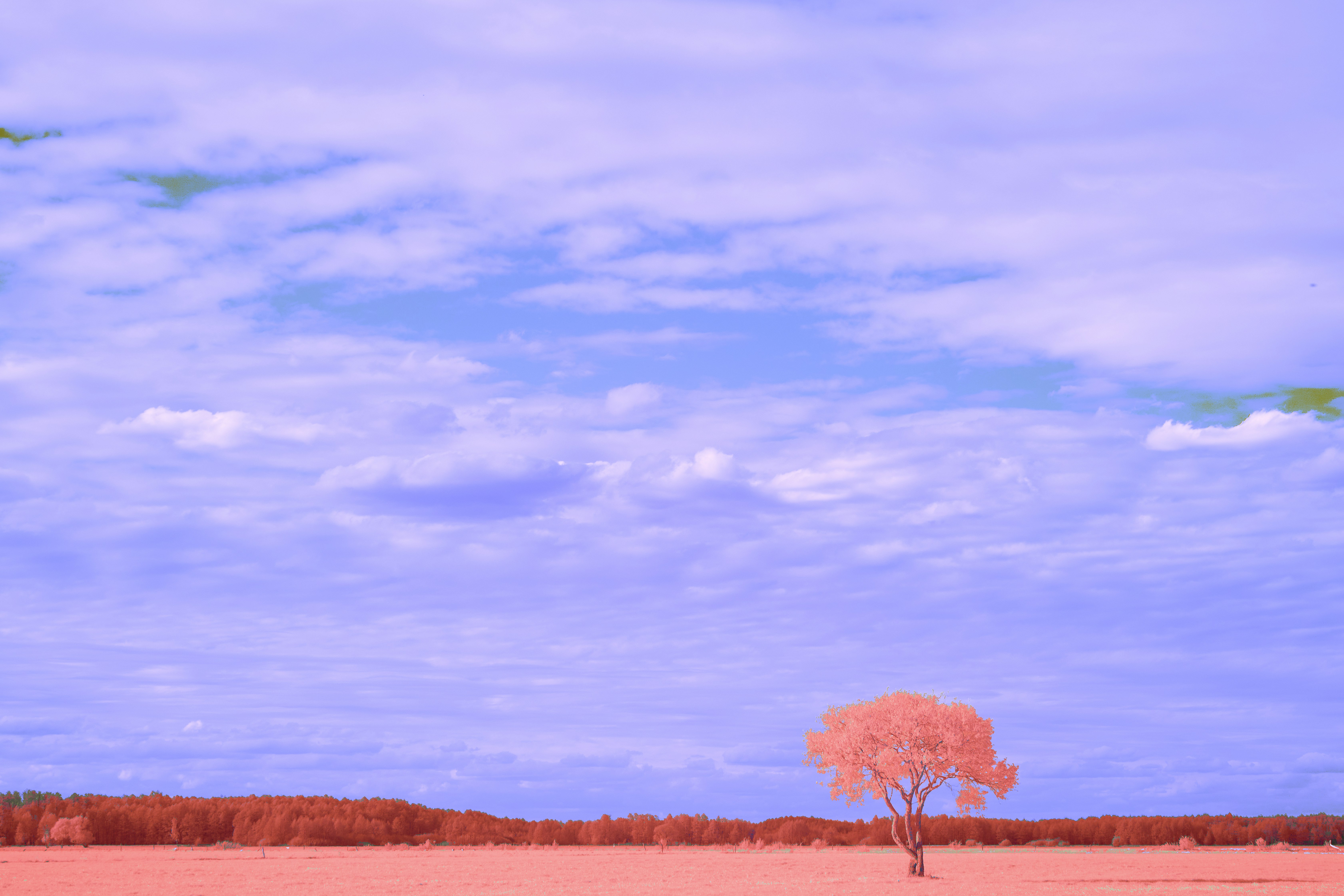 Photo by wolfgang_hasselmann