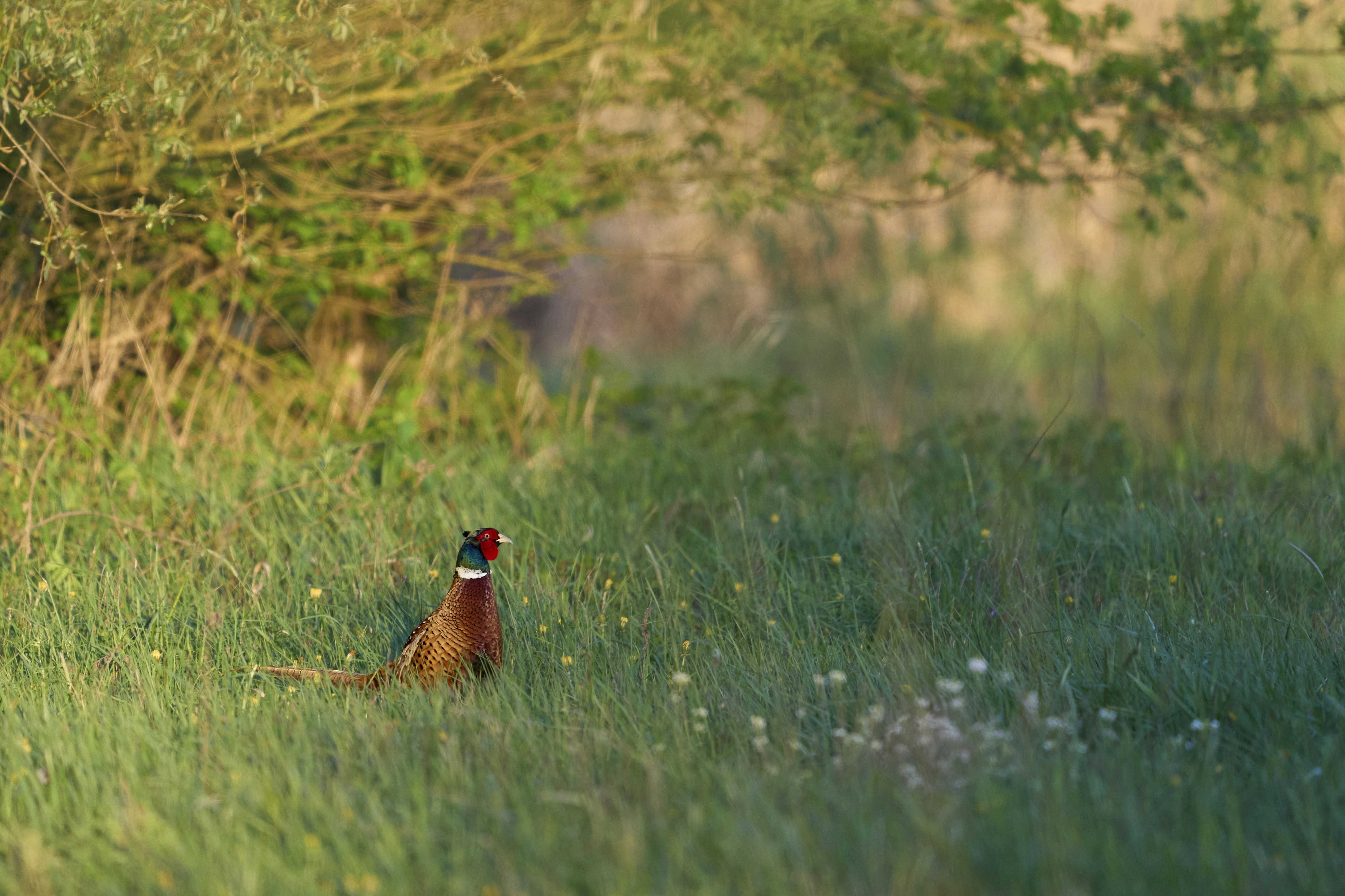 Photo by wolfgang_hasselmann