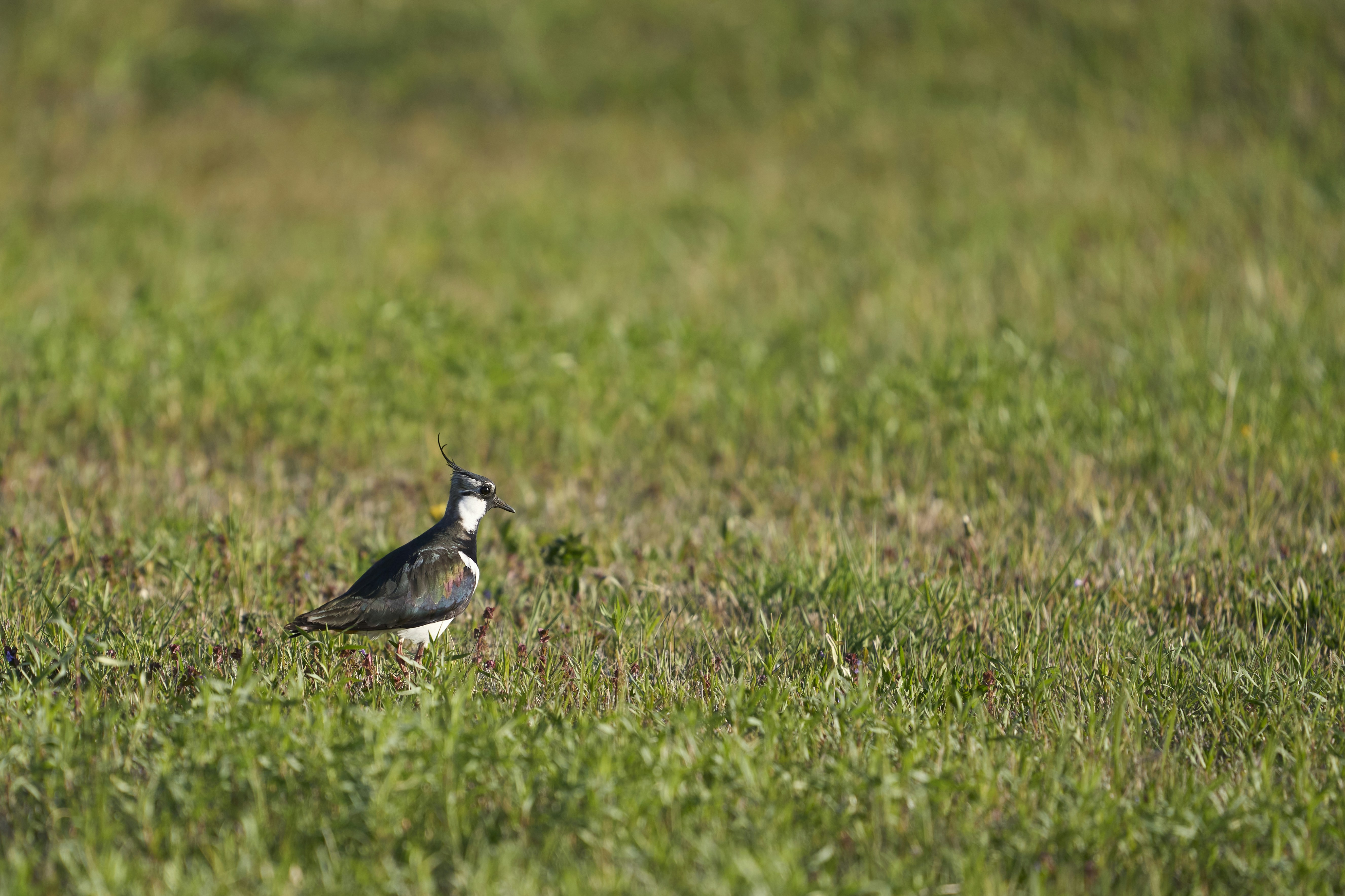 Photo by wolfgang_hasselmann