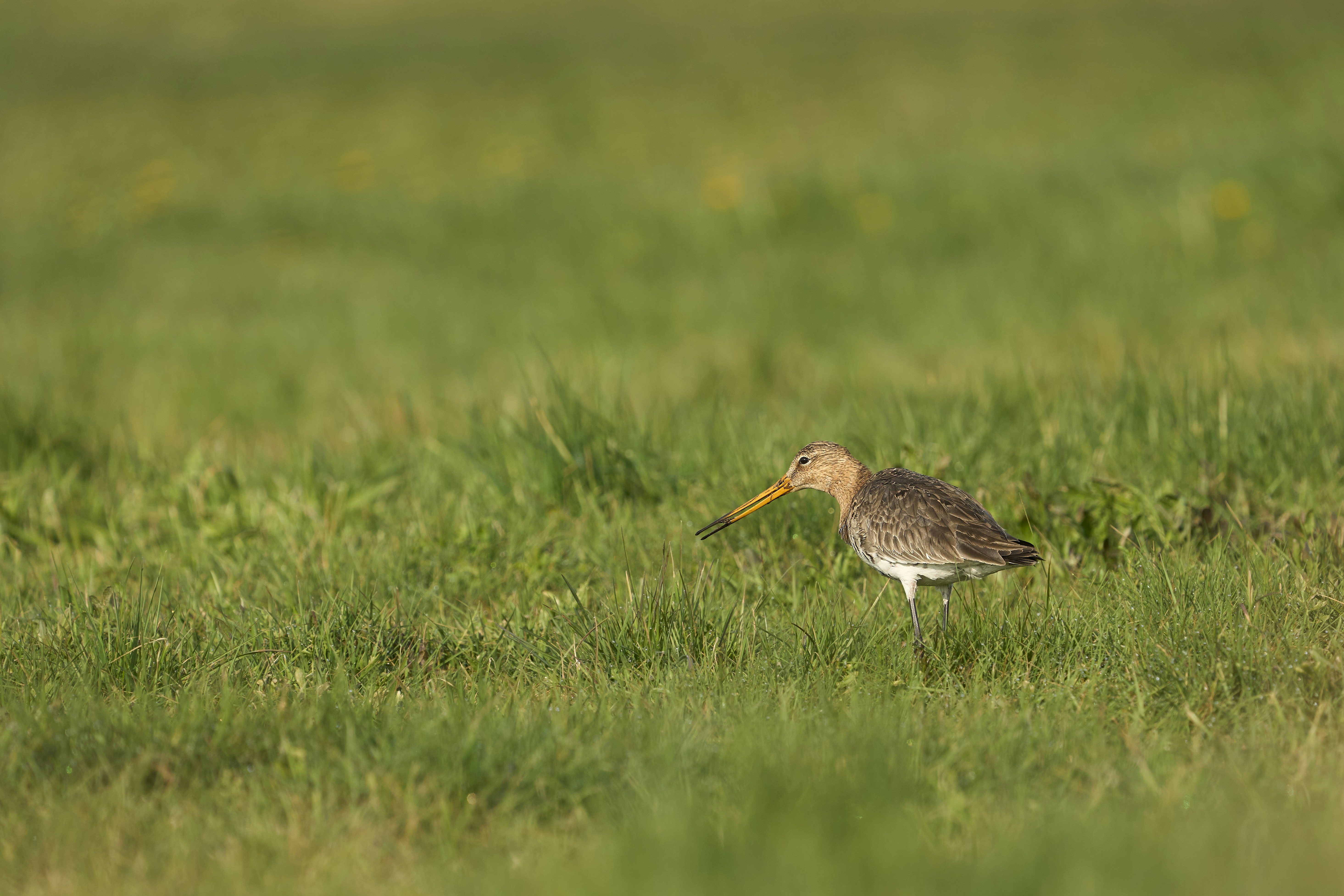 Photo by wolfgang_hasselmann