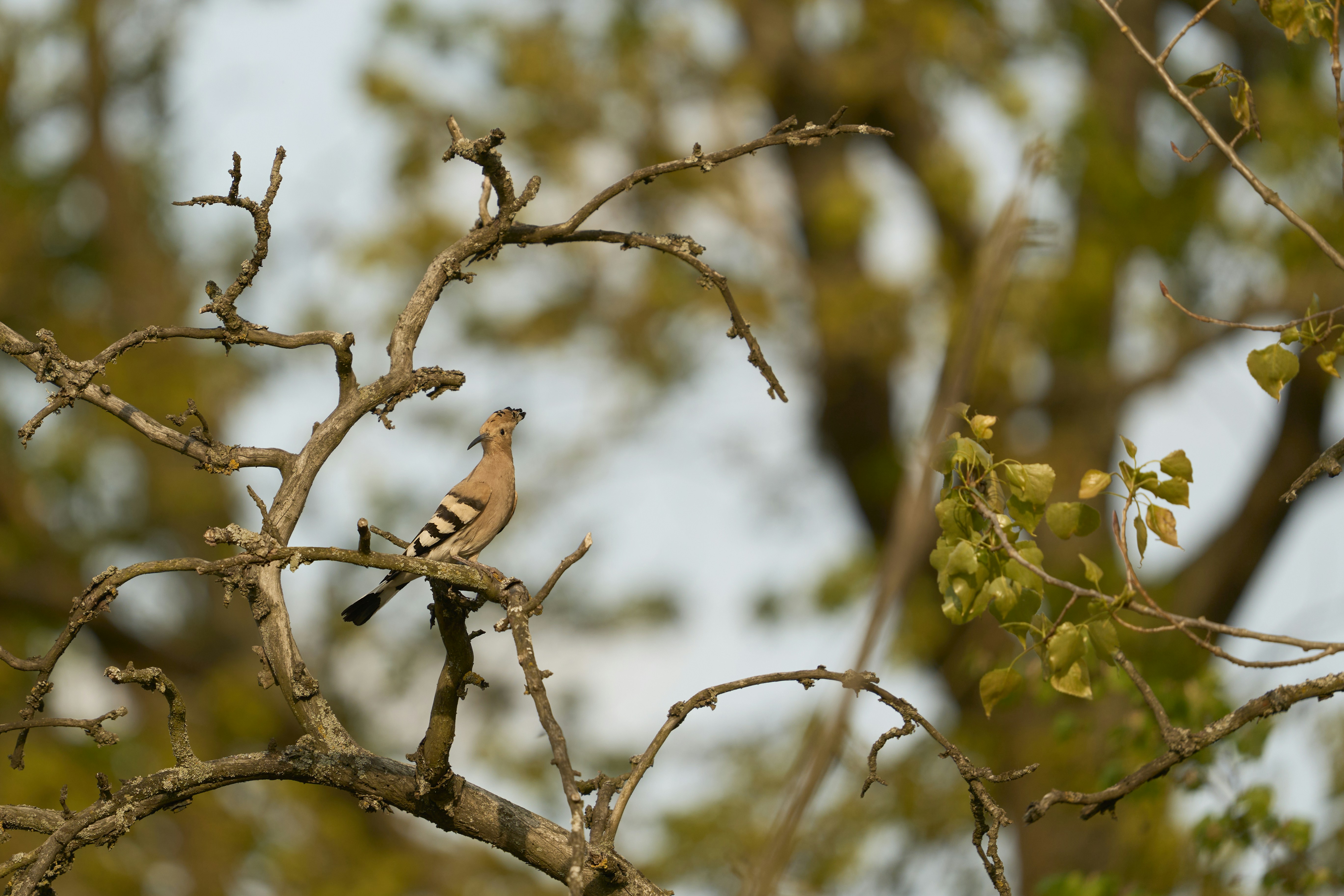 Photo by wolfgang_hasselmann