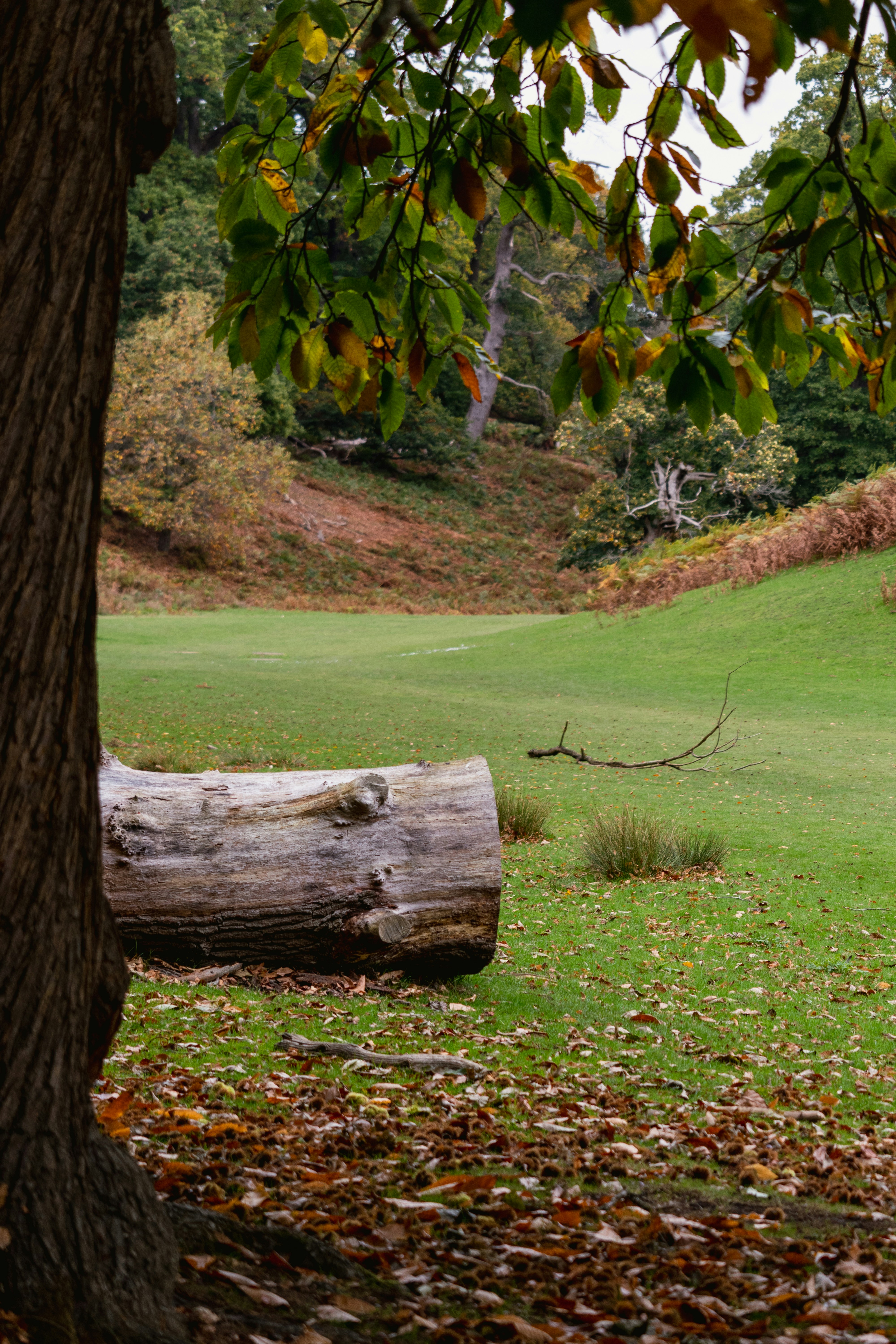 Fallen log in a grassy clearing with autumn foliage.