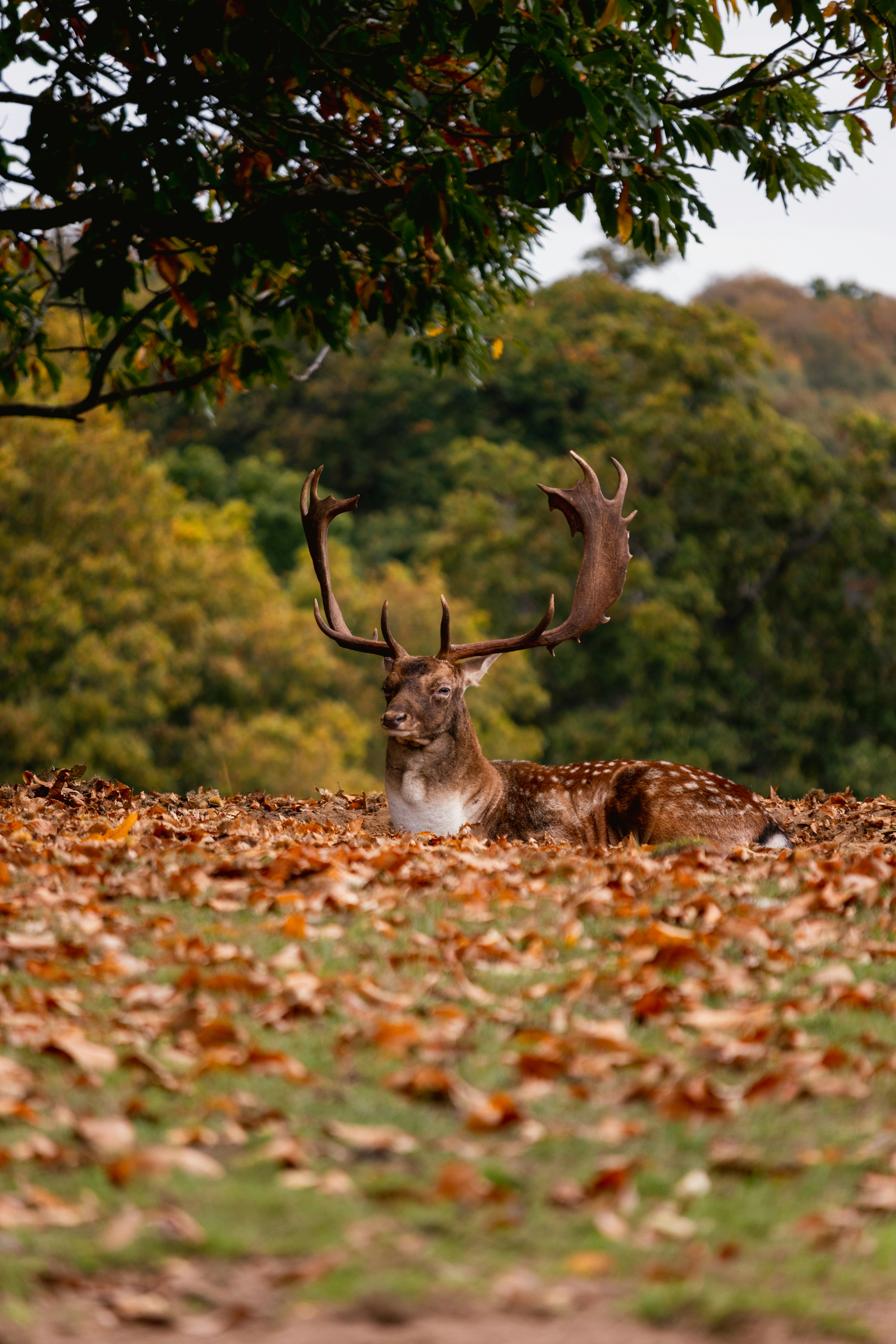 A majestic deer rests among autumn leaves