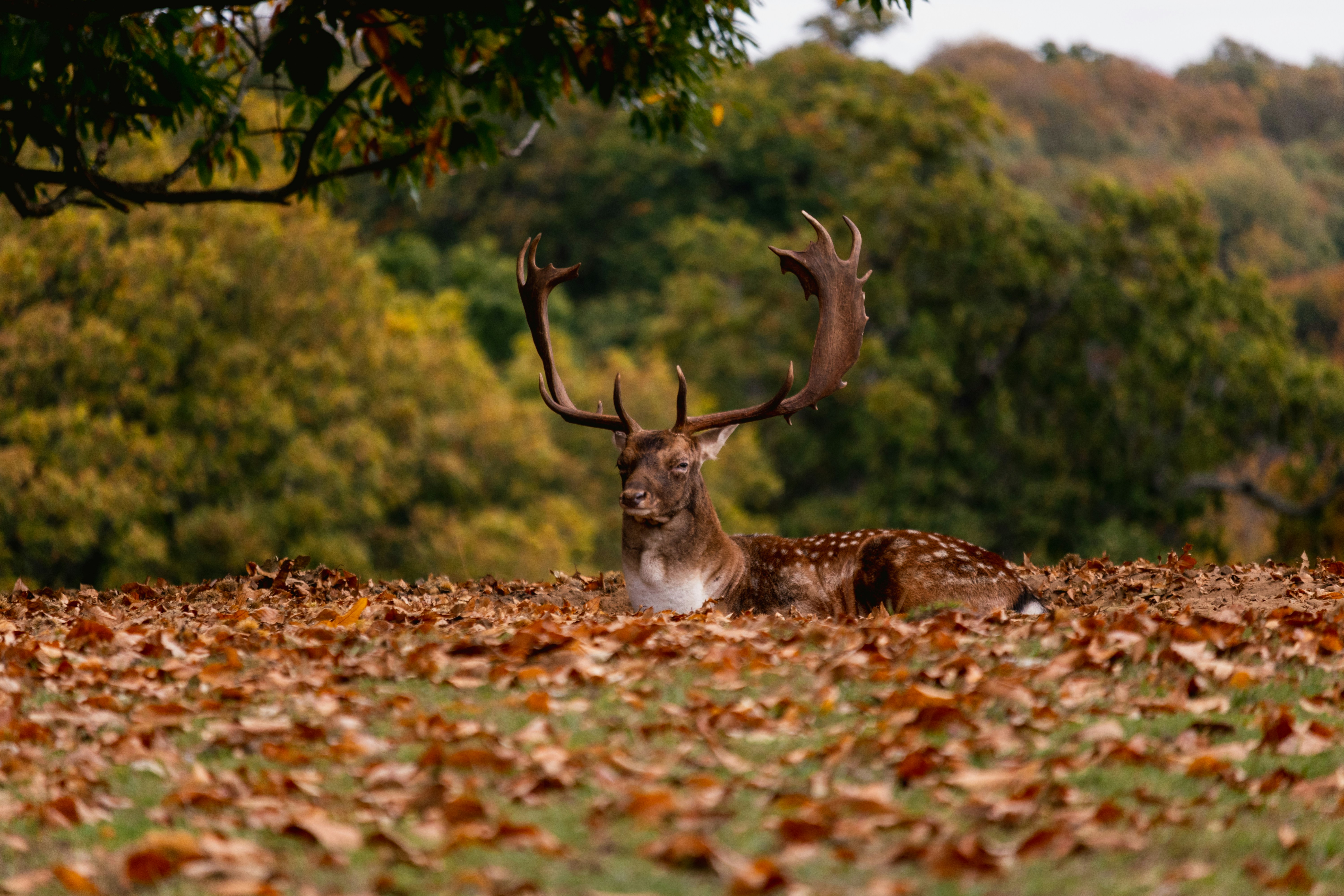 A deer rests in a field of autumn leaves.