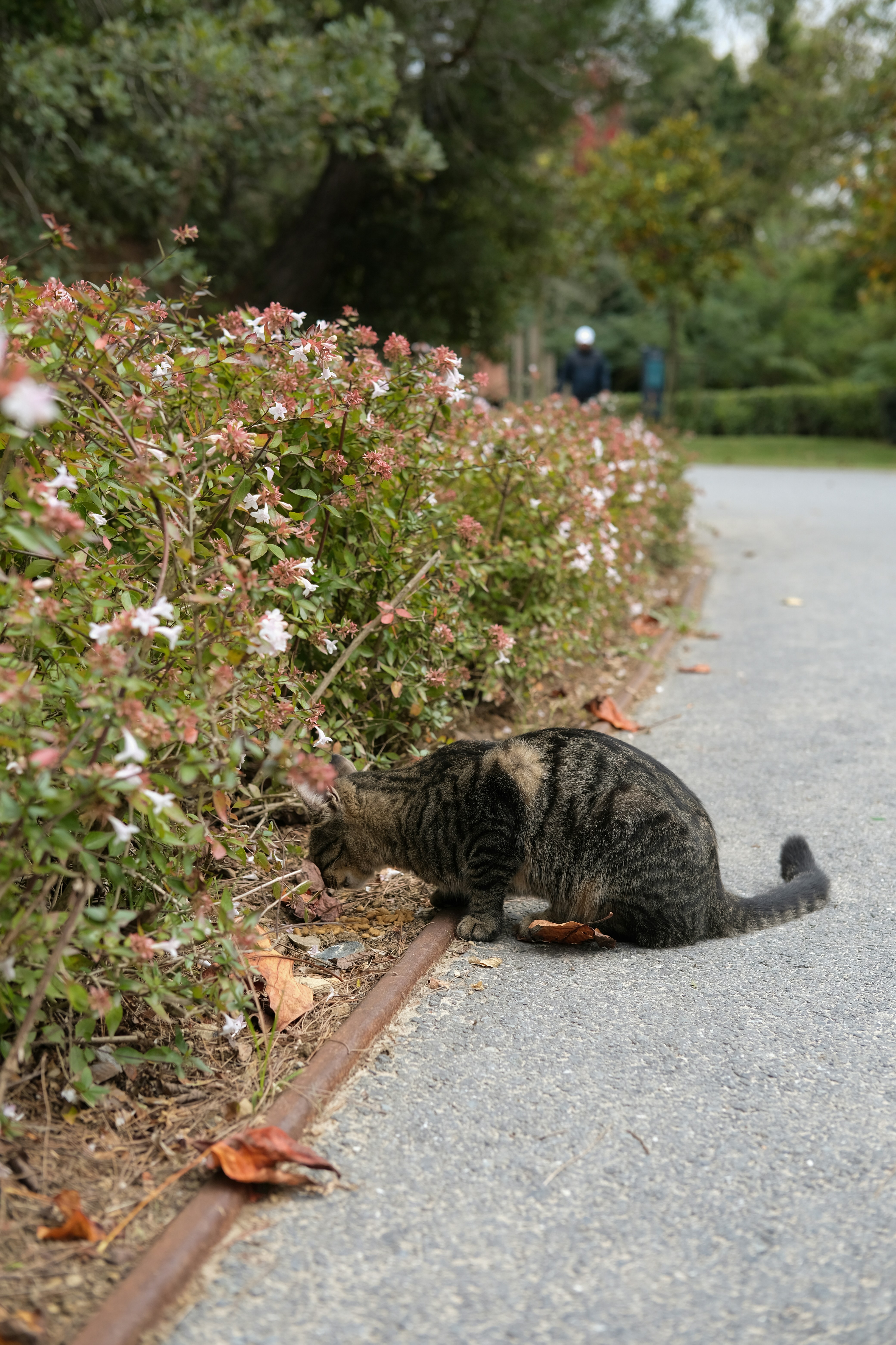 A tabby cat sniffs flowers along a park path.