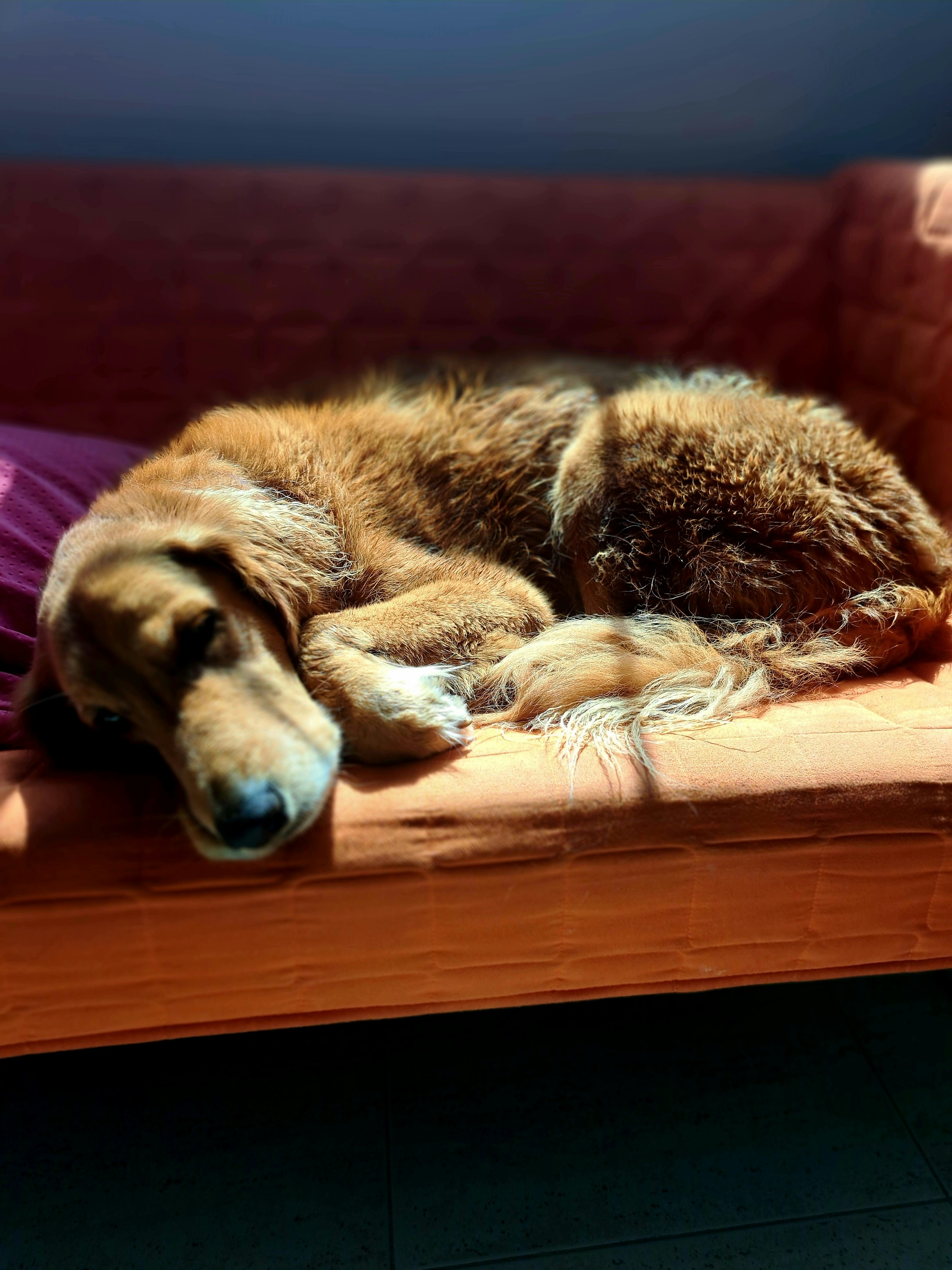 Golden retriever dog sleeping on an orange couch.