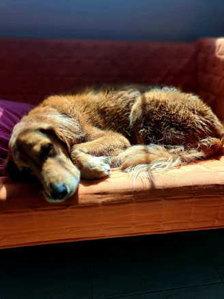 Golden retriever dog sleeping on an orange couch.