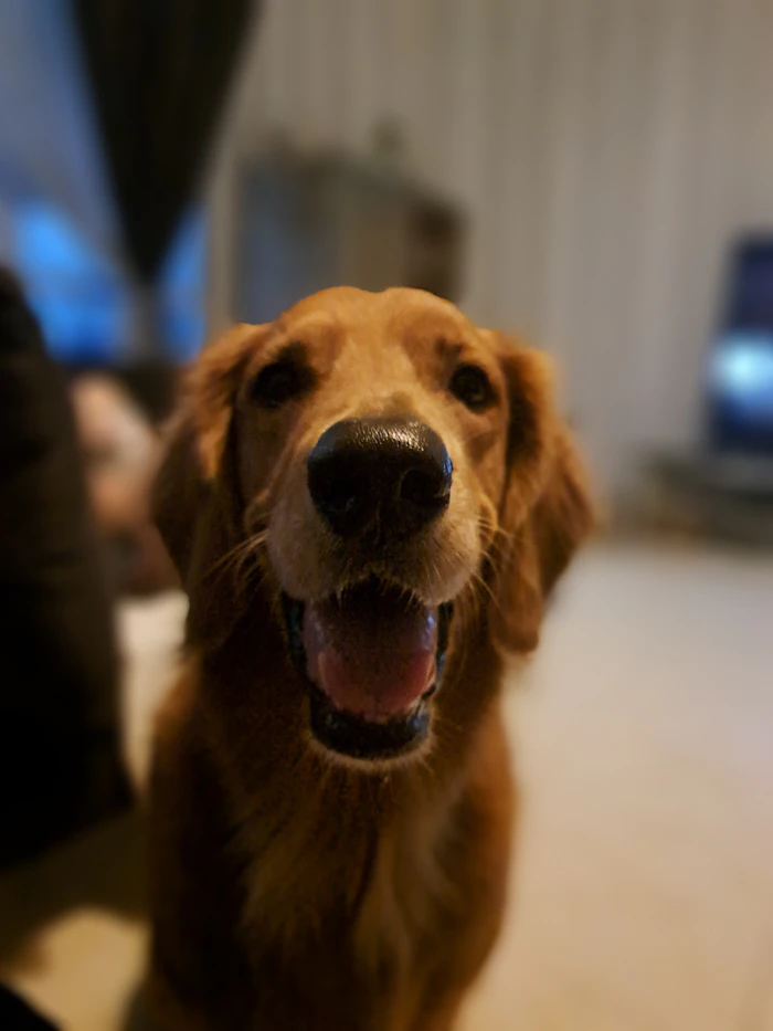 Cão feliz aguardando a alimentação