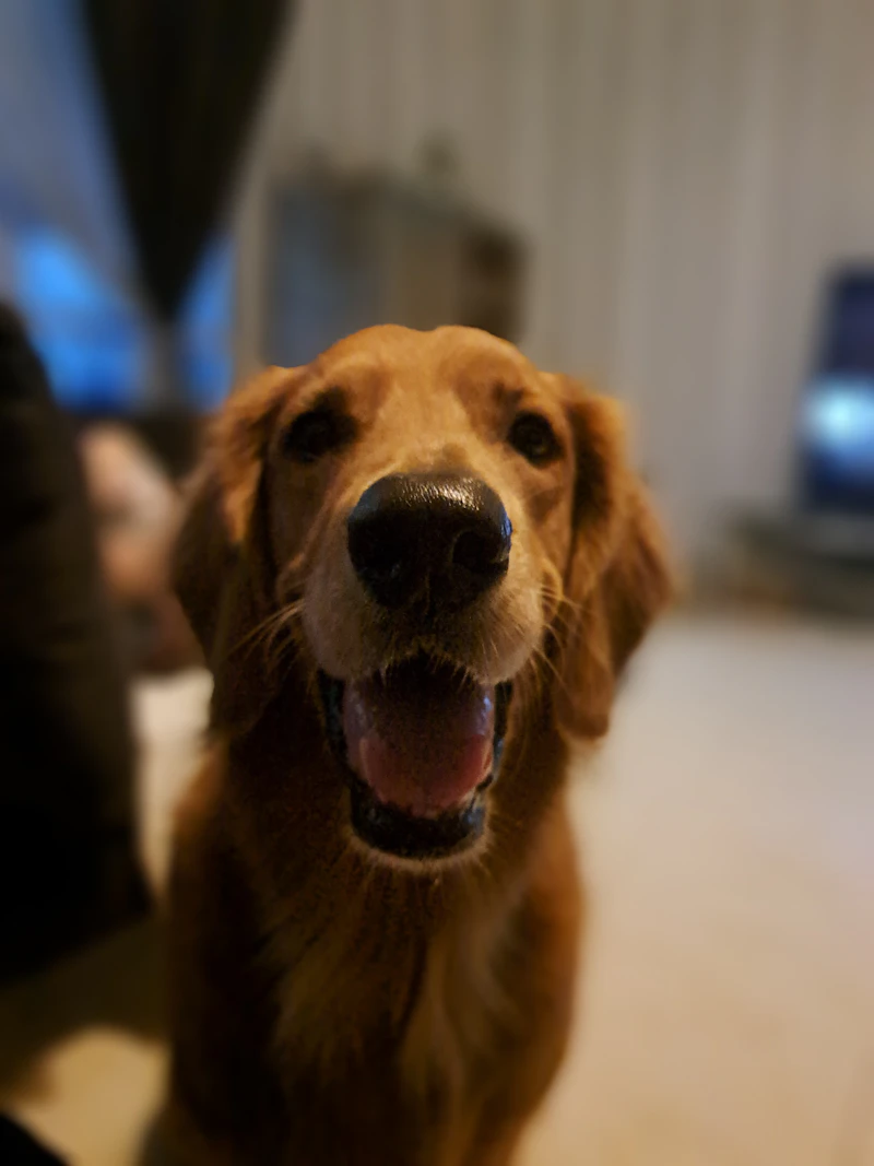 A happy dog outdoors