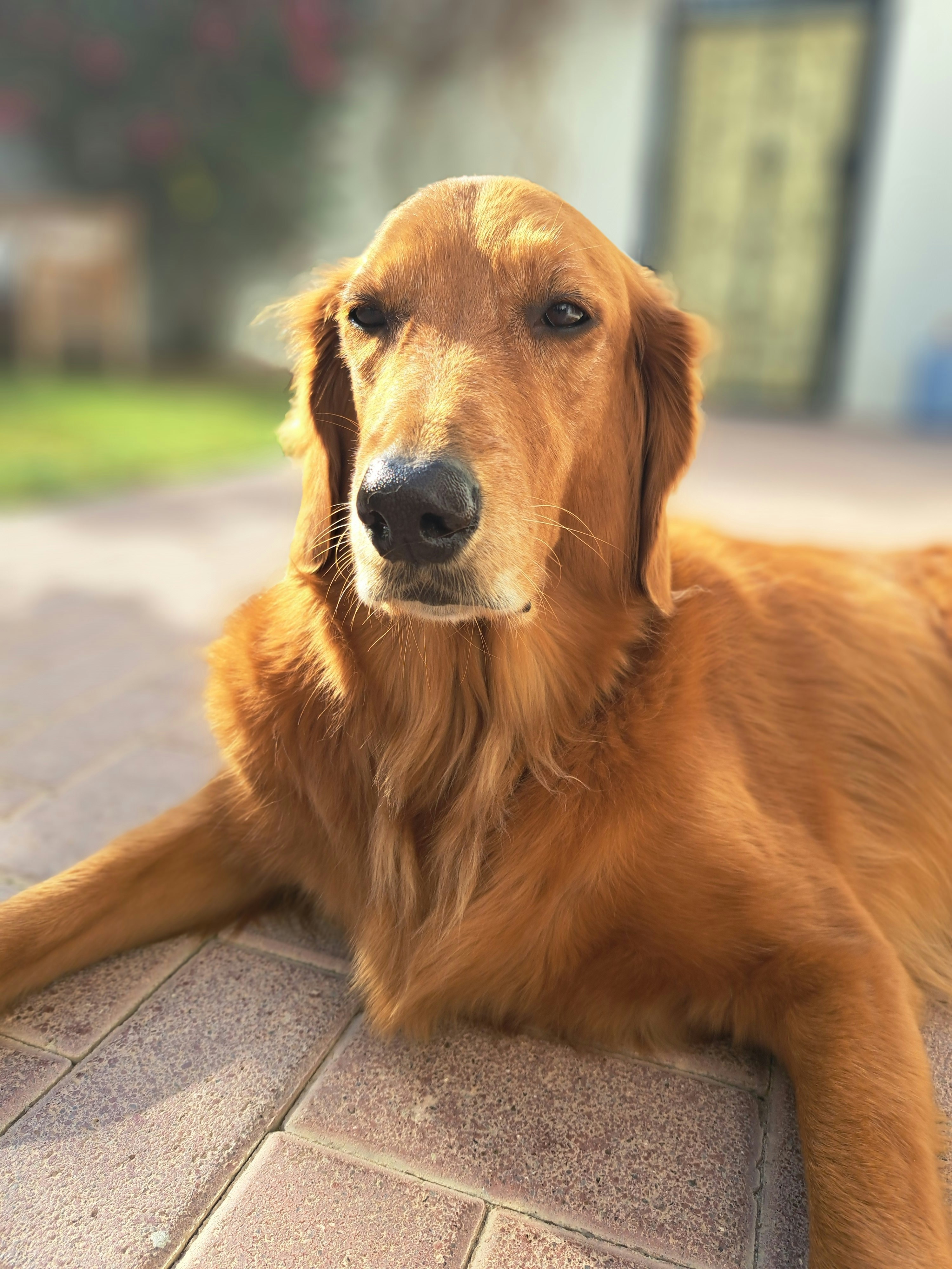Golden retriever dog lying on a paved patio.
