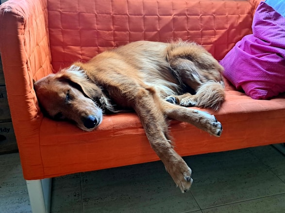 Golden retriever sleeping on an orange couch.