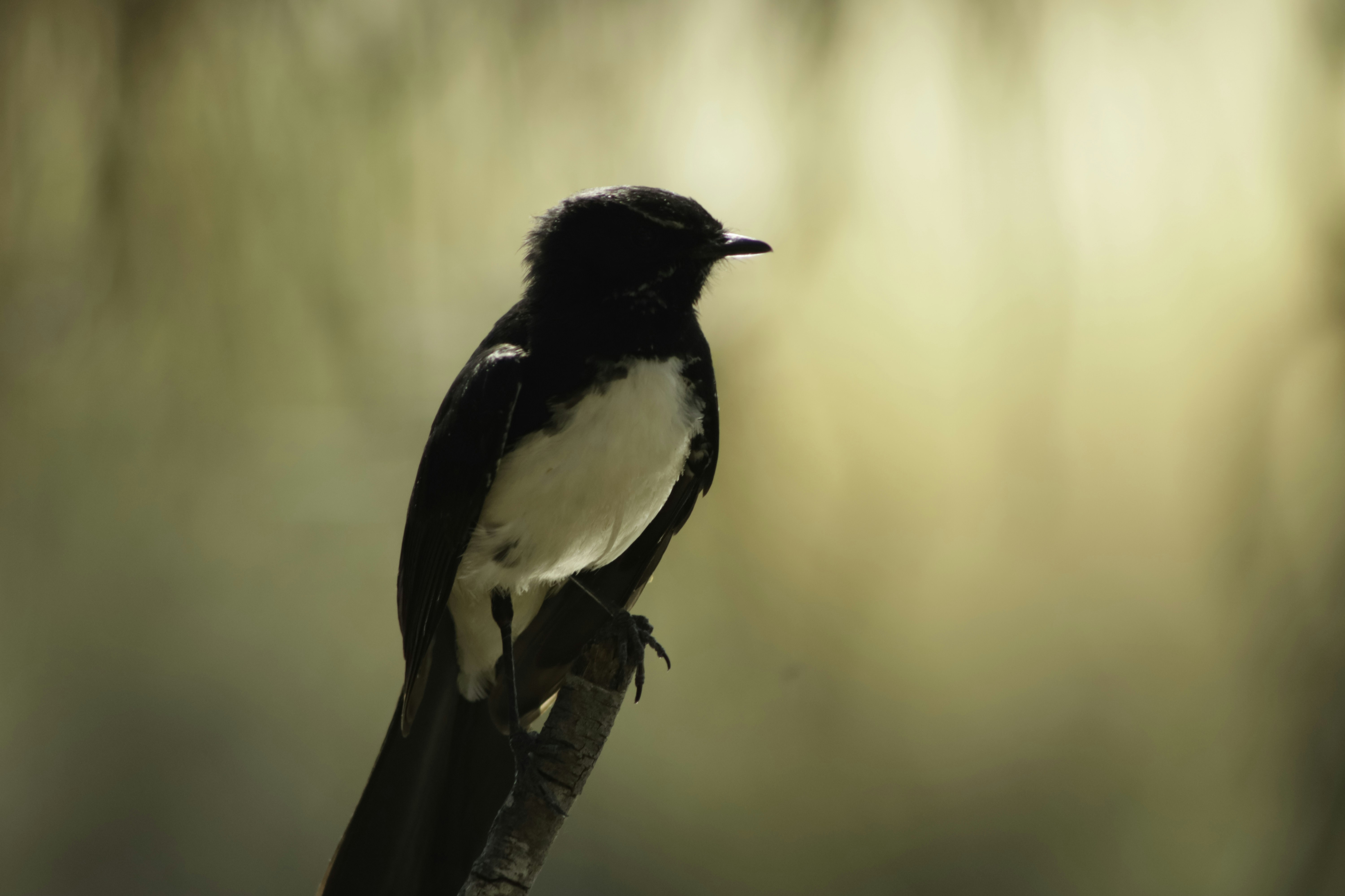 Photo by annaflowers24