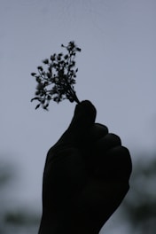 Silhouette of a hand holding small wildflowers against sky