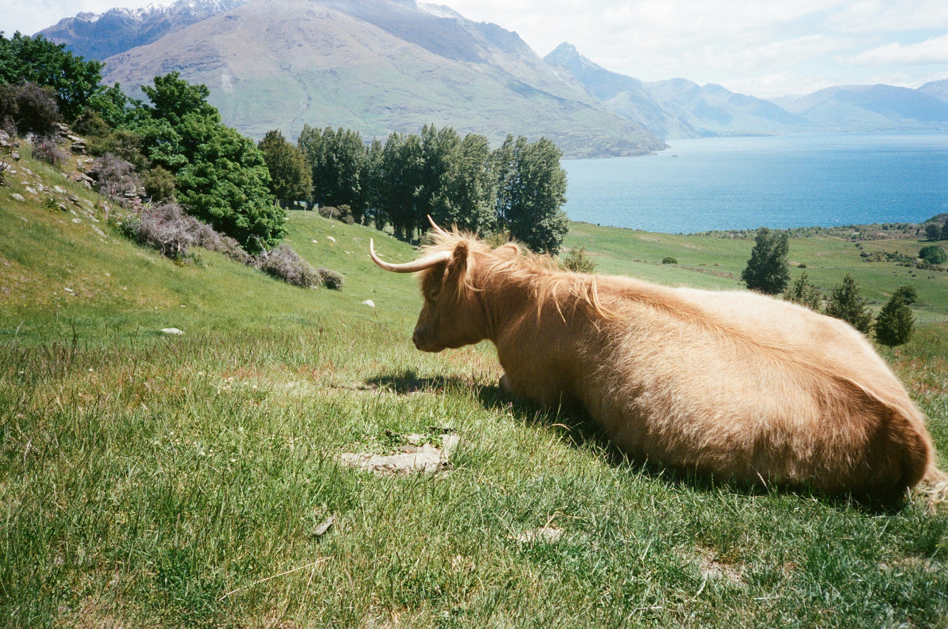 湖を見下ろす草が茂った丘の上で高地の牛が休んでいます。