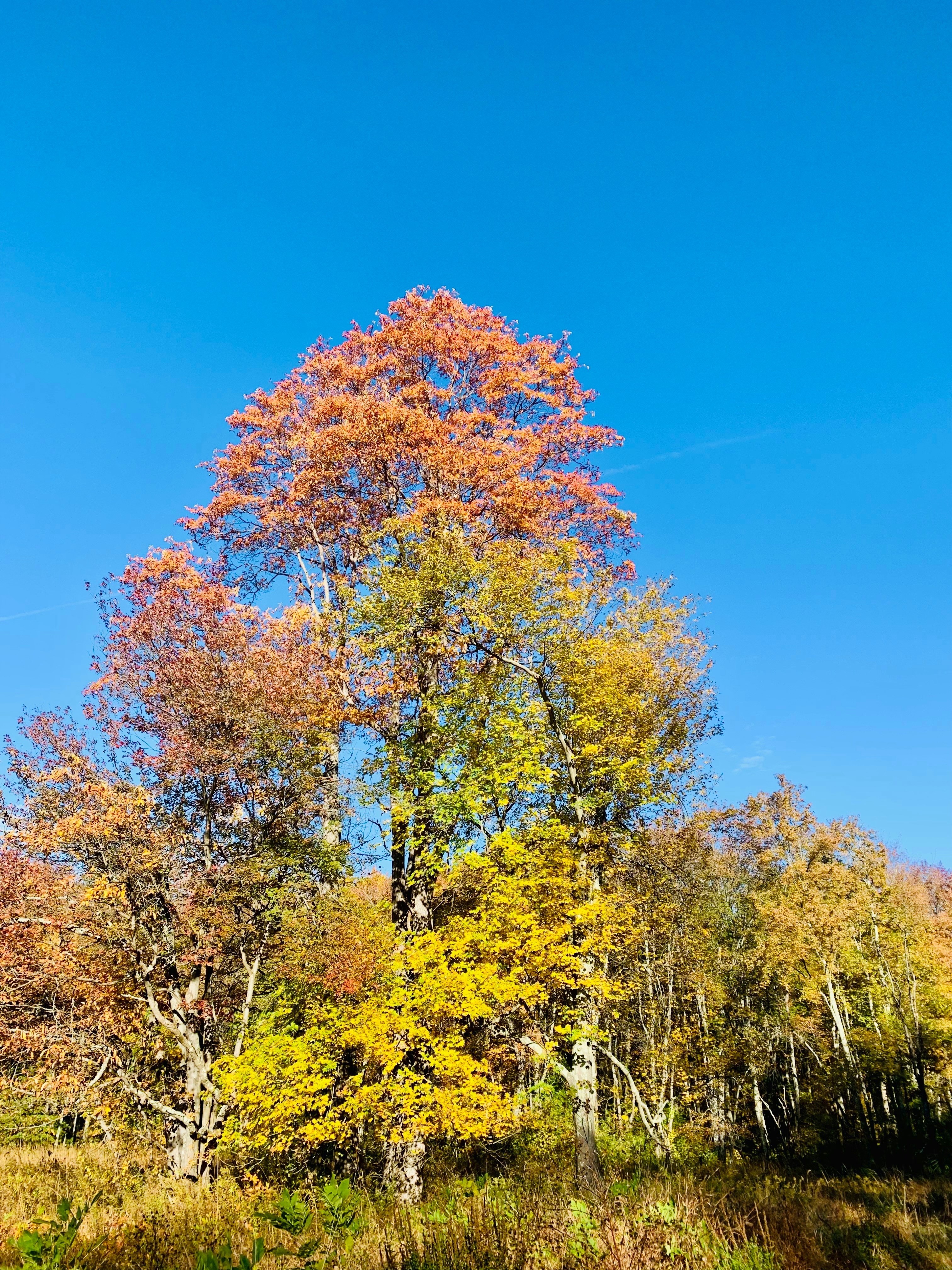 Photo by vidit_shah1