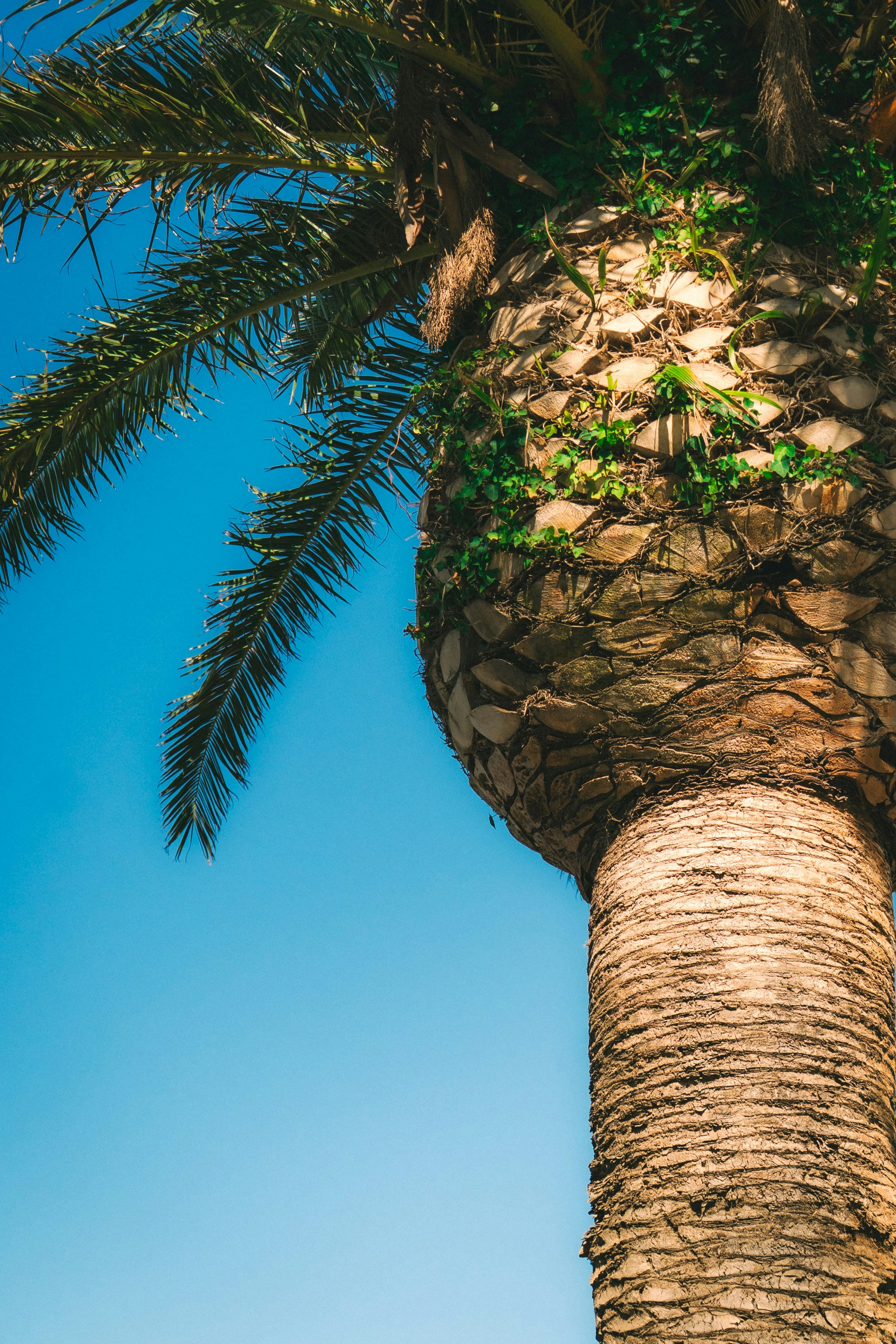 Close-up of a palm tree trunk against blue sky