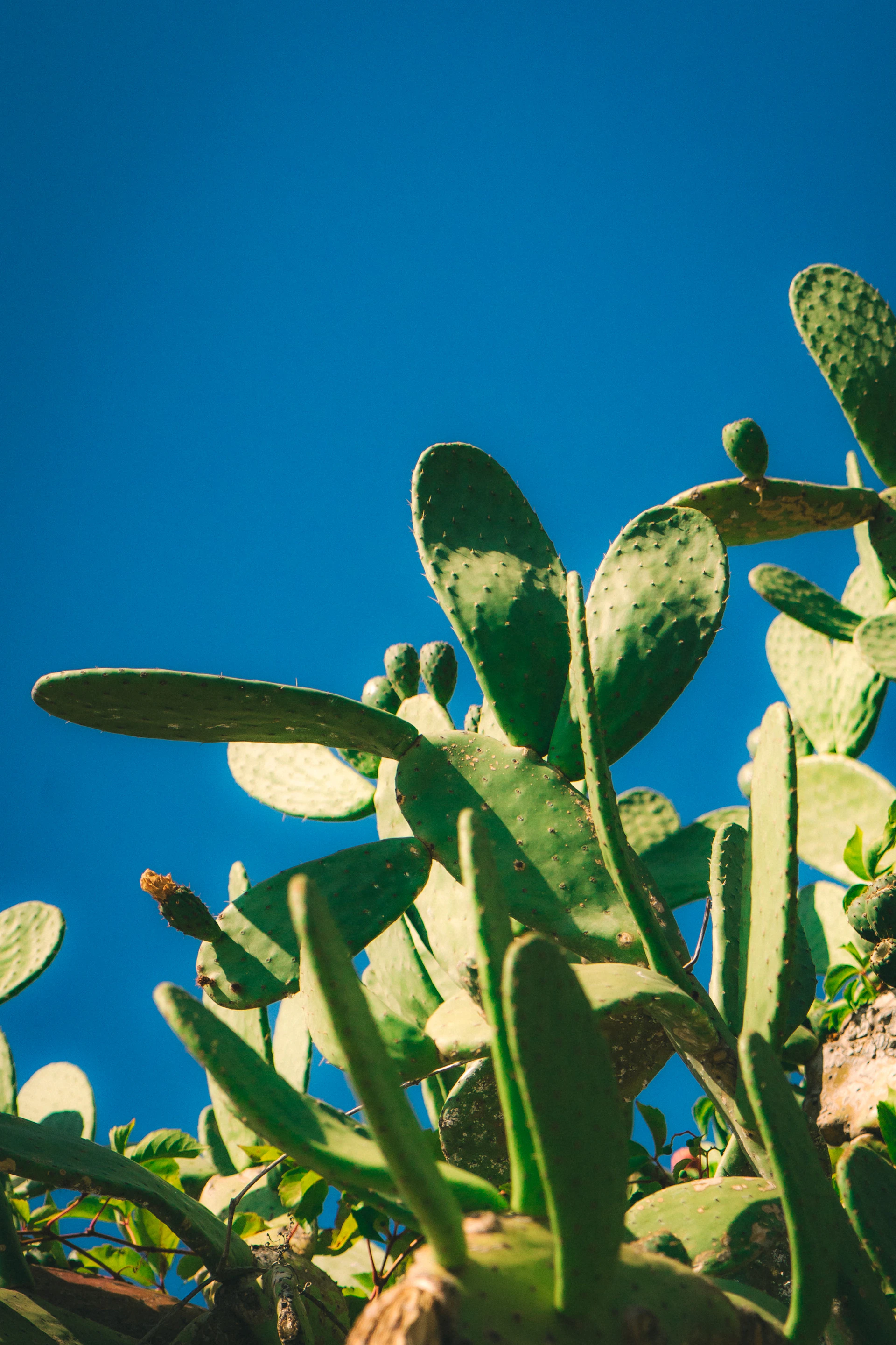 Prickly pear cactus against a bright blue sky