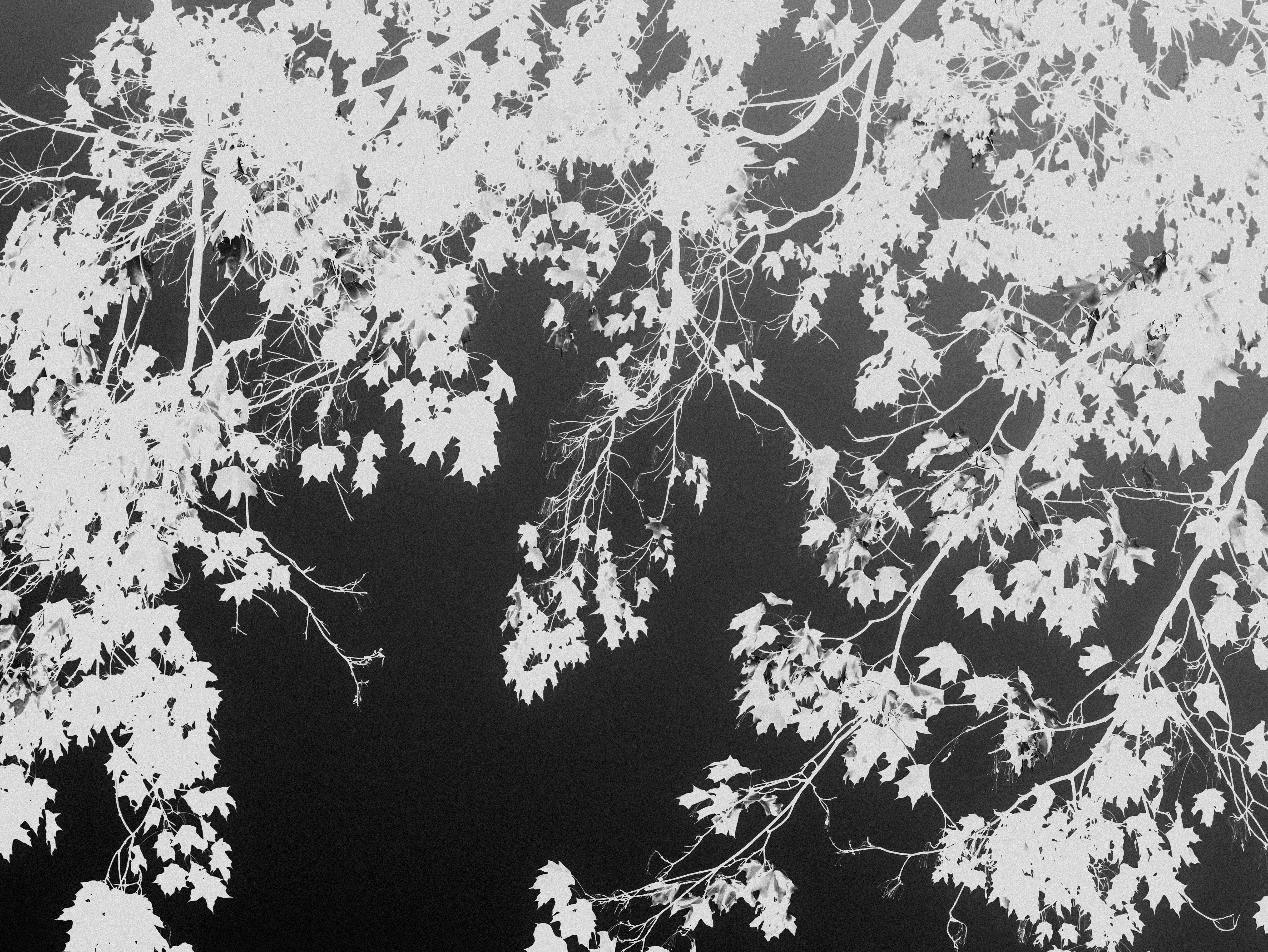 Photo by linusbelanger