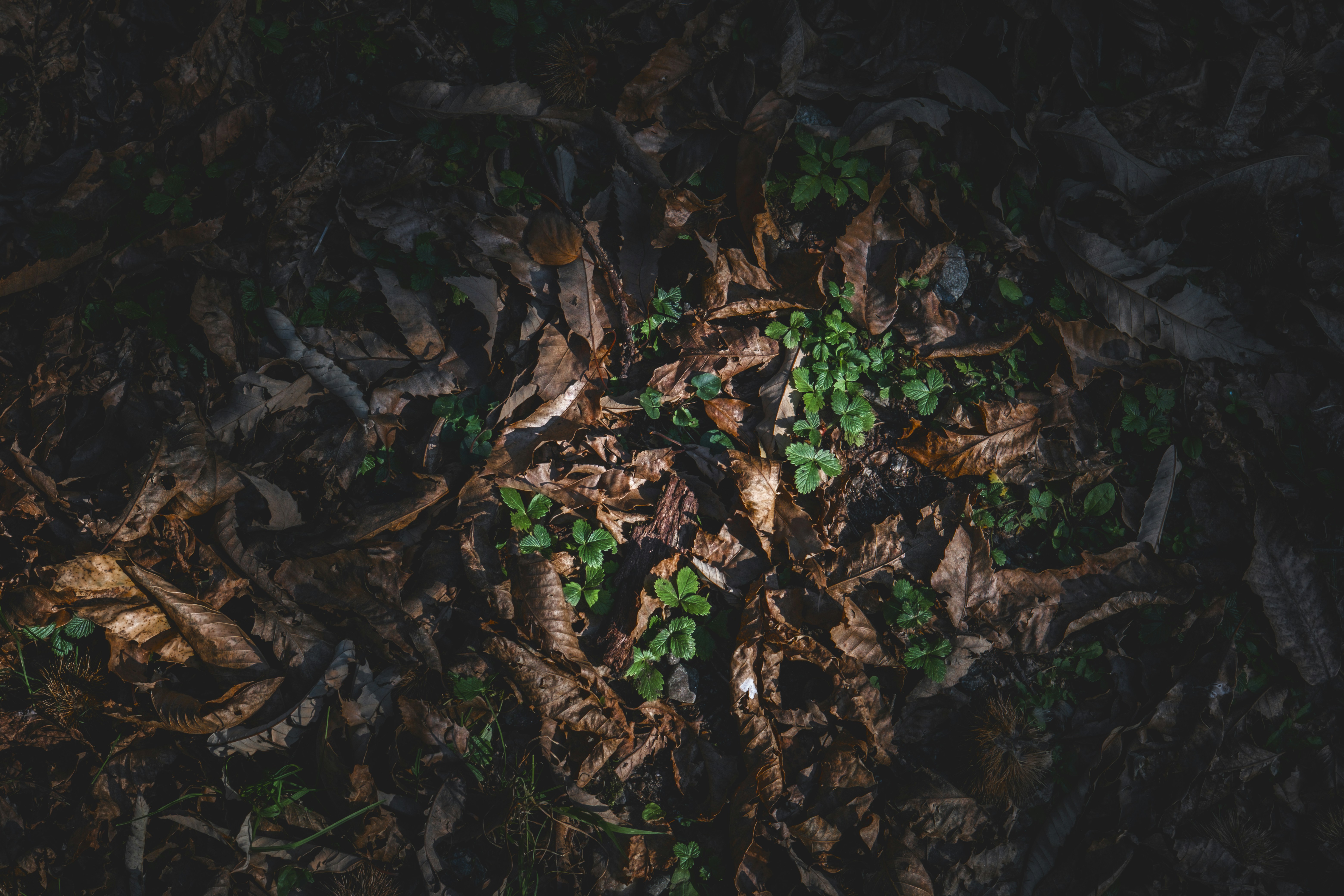 Photo by francesco_ungaro