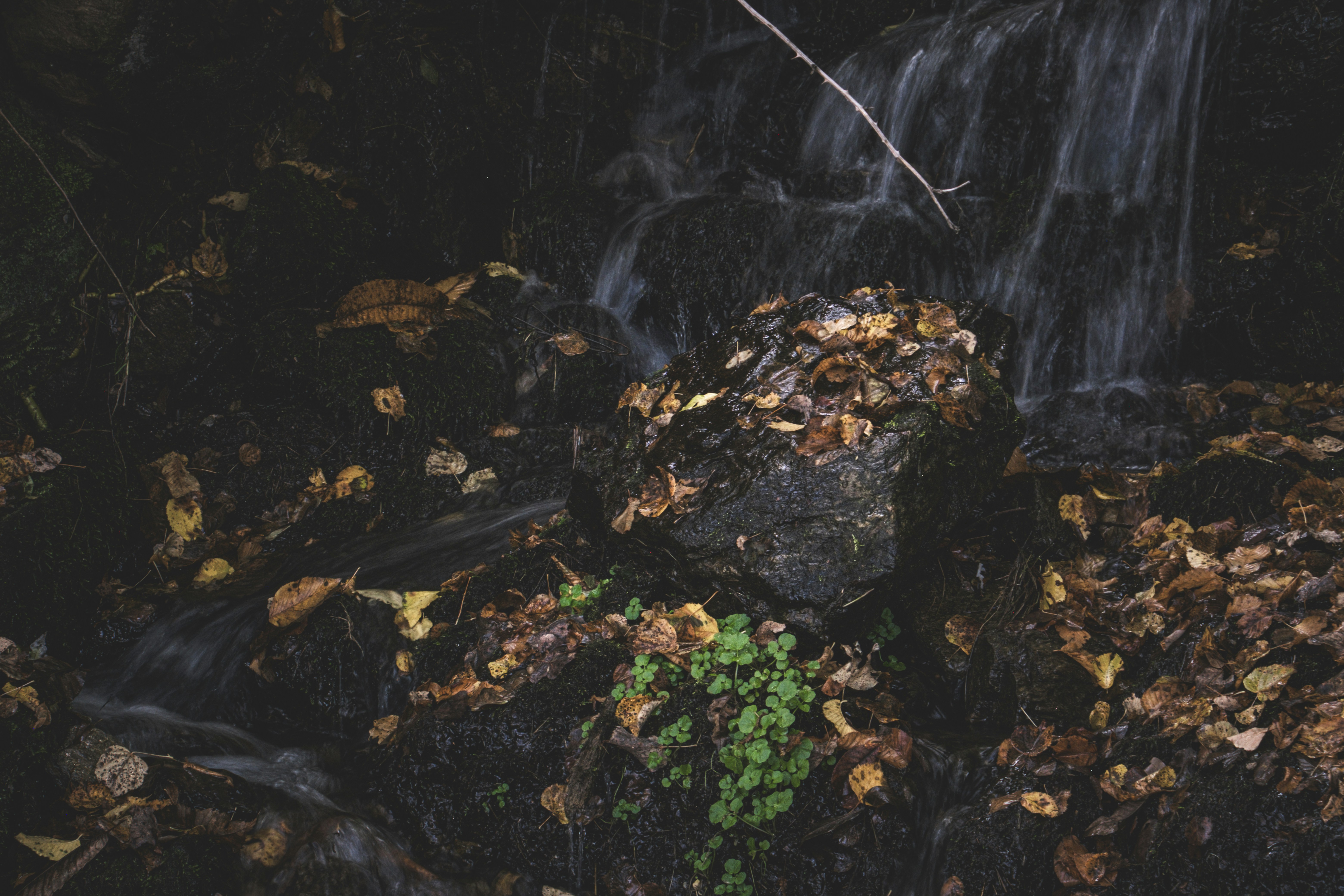 Autumn leaves on forest floor