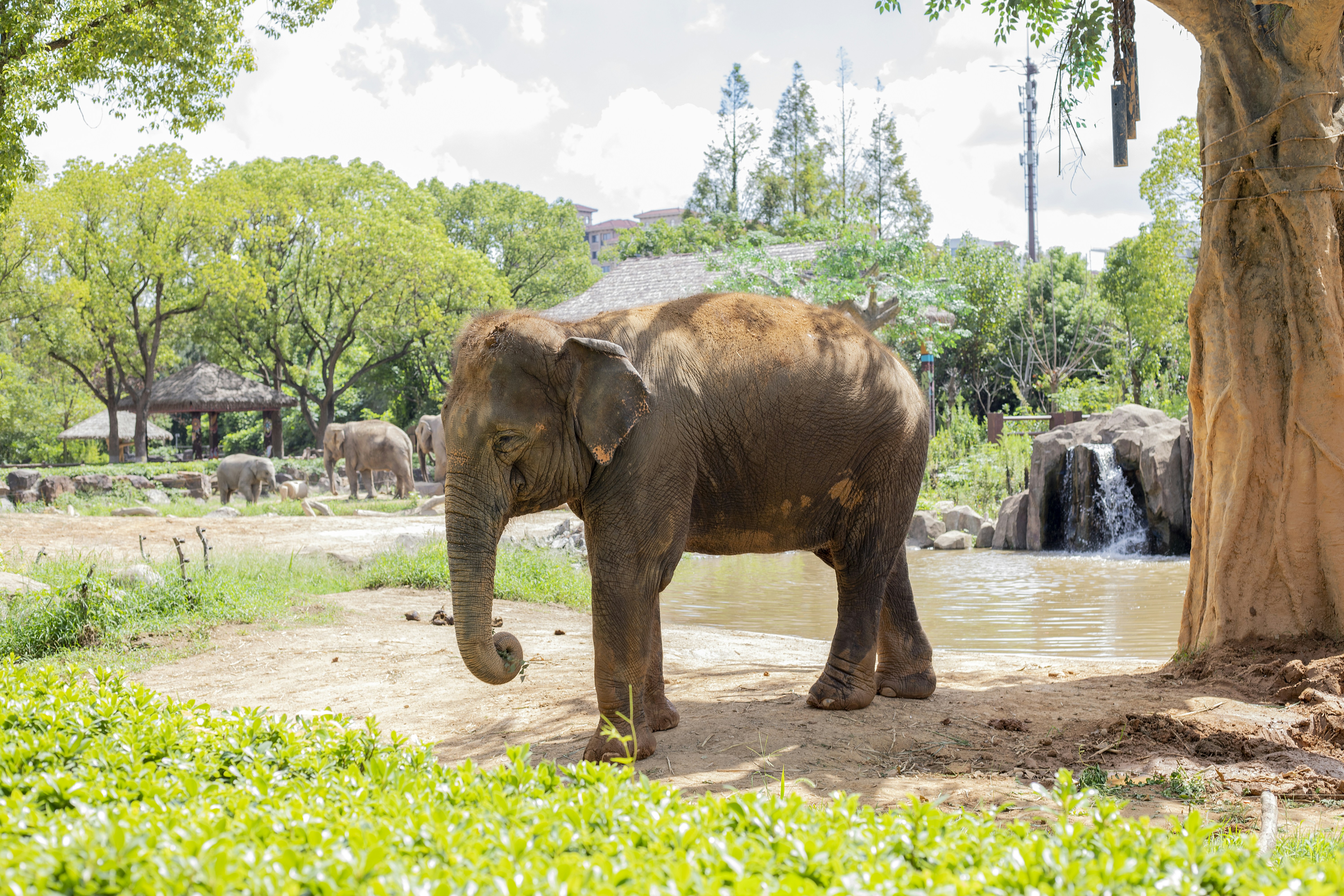 Elephant standing in a grassy enclosure with trees and water.