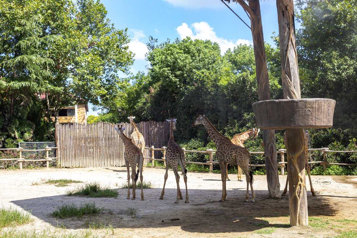 Giraffes together in a family-friendly zoo enclosure