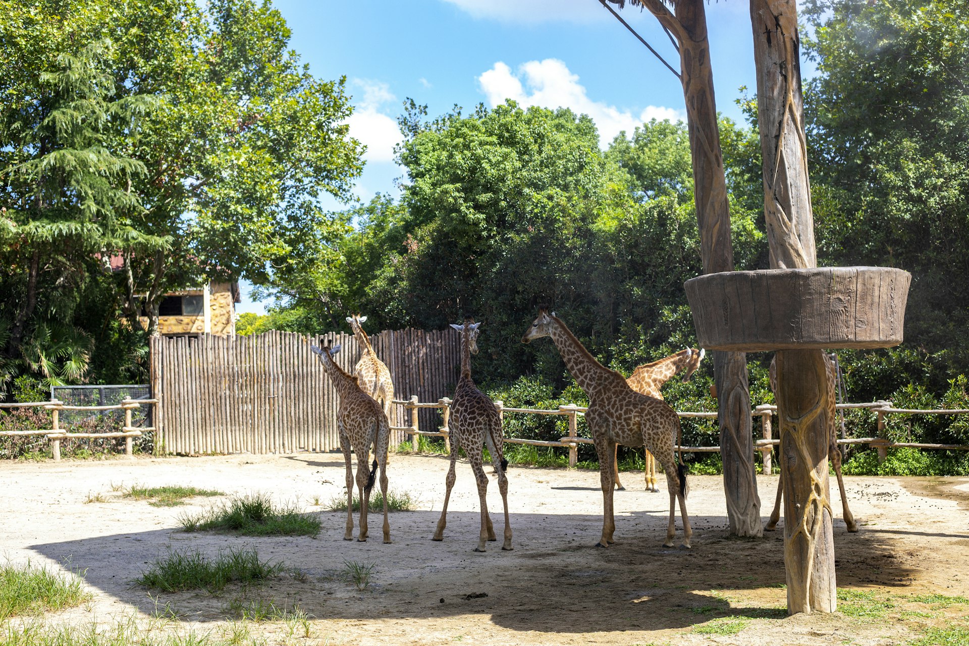 Several giraffes standing in a zoo enclosure.