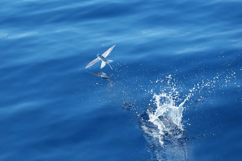 Flying Fish (Cheilopogon melanurus)