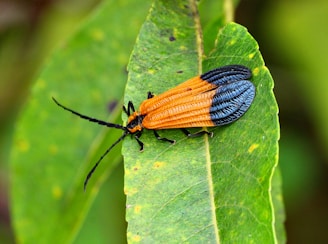 Orange insect with black wings on a green leaf.