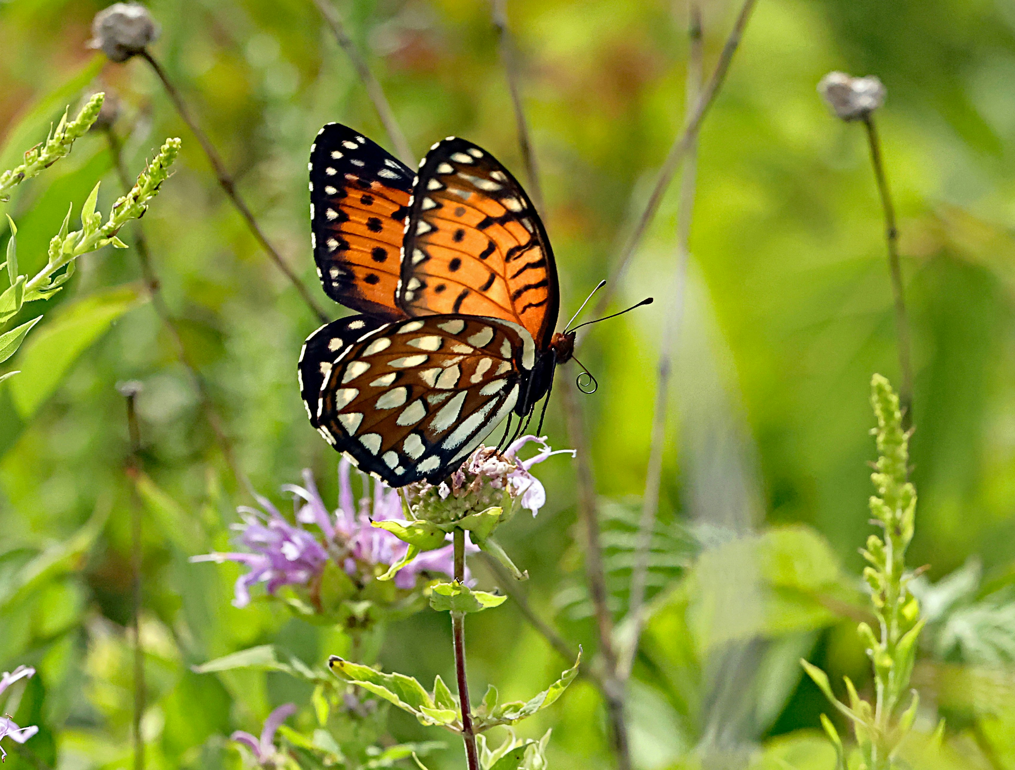 Photo by telliottmbamsc