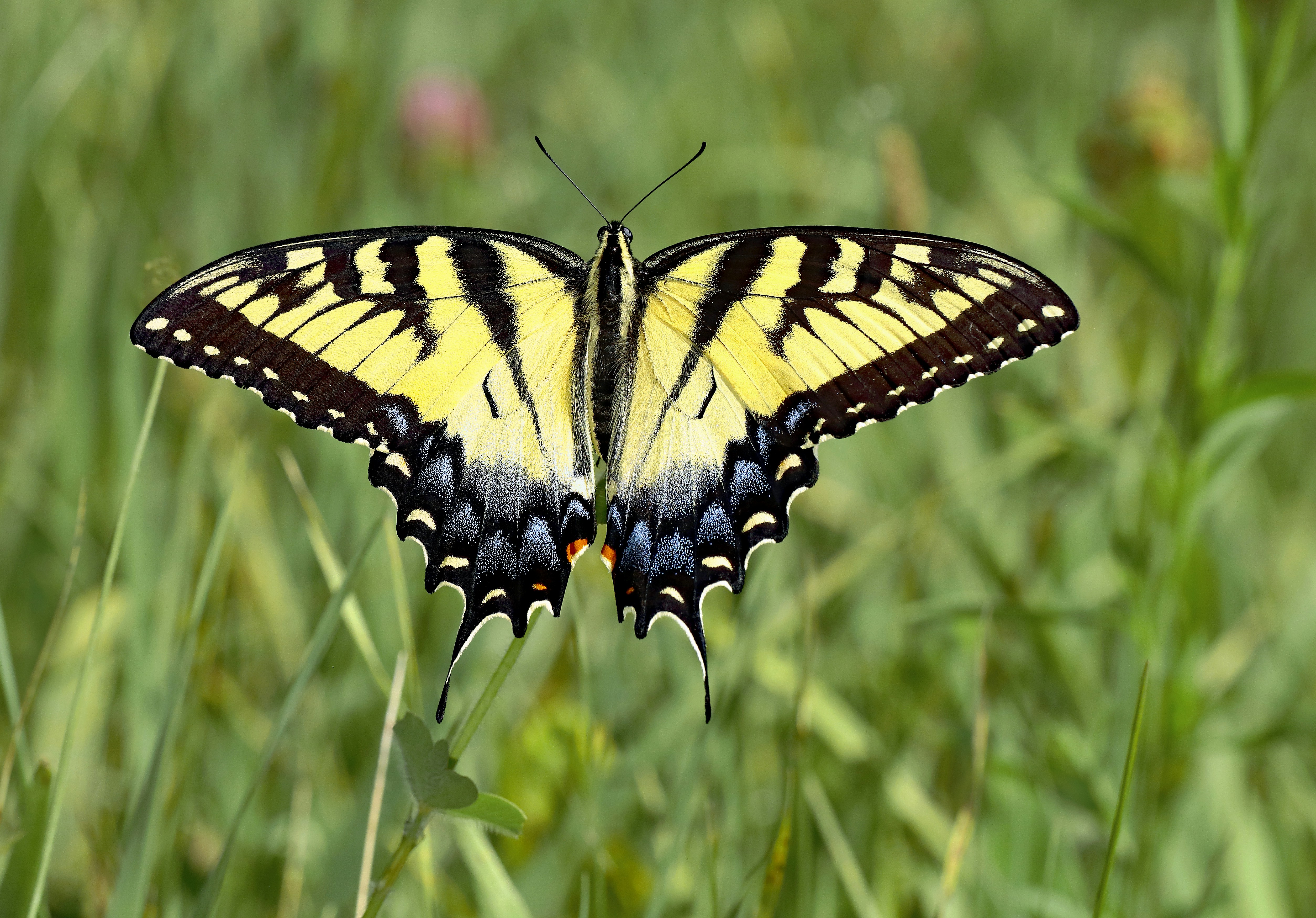 Photo by telliottmbamsc