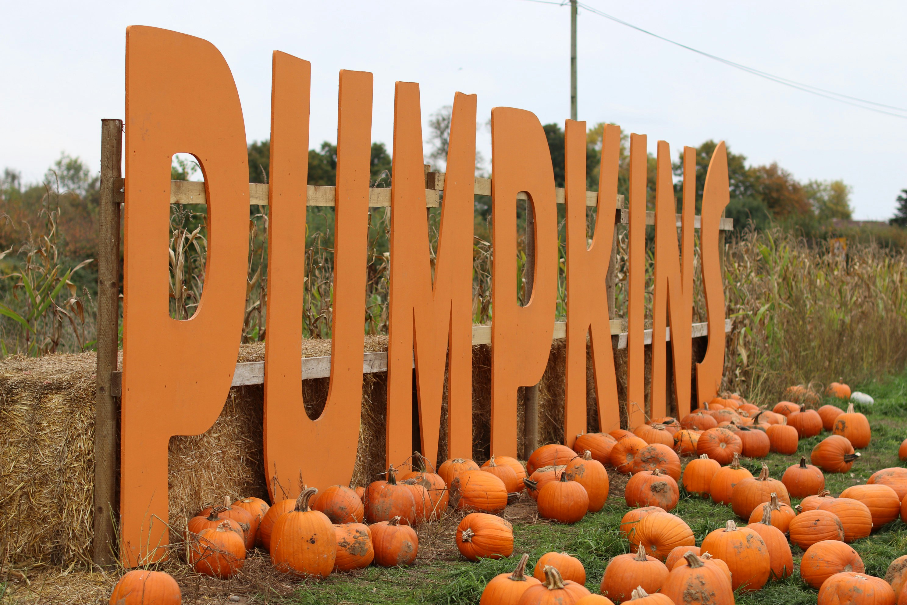 Large orange pumpkins sign with pumpkins on ground