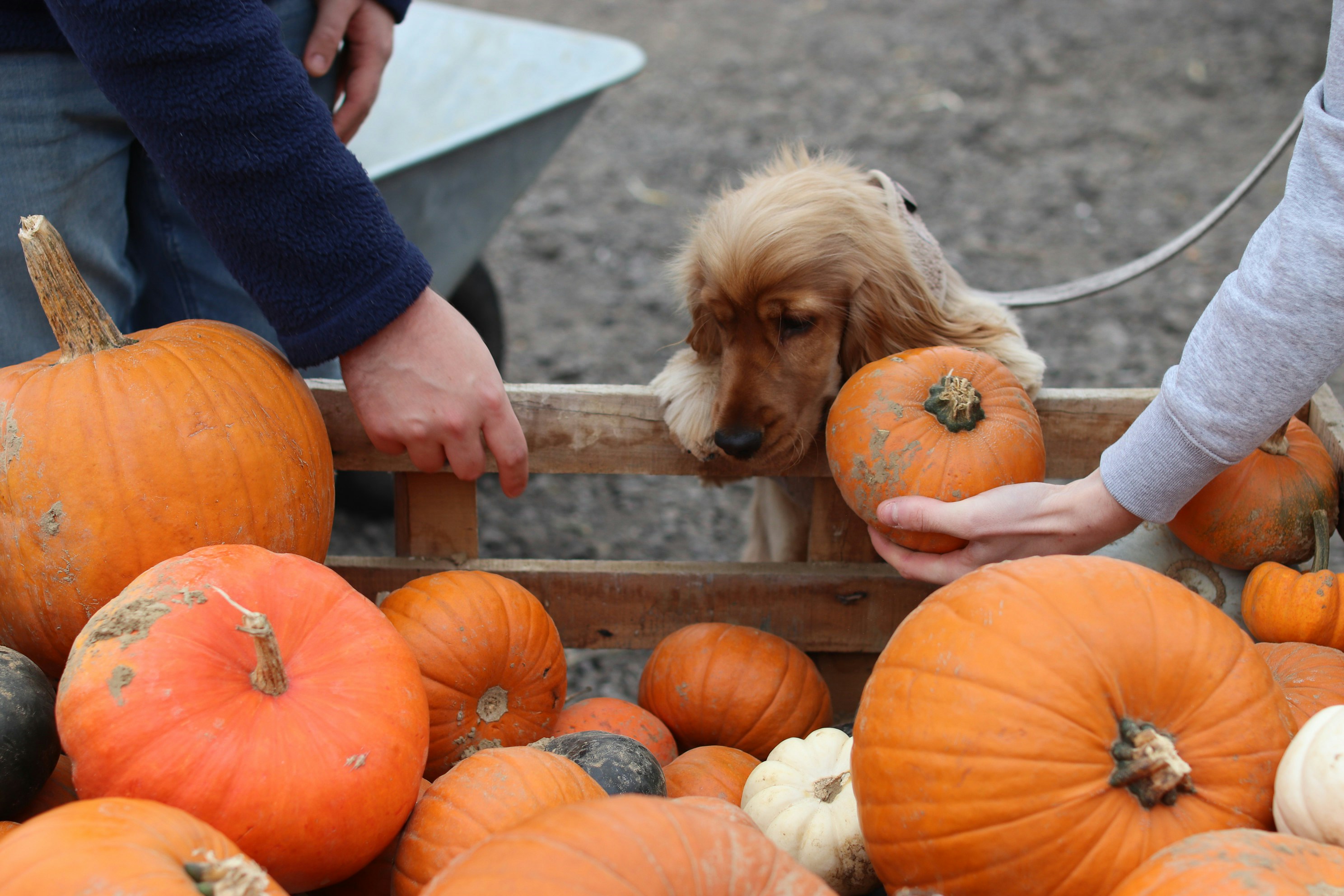 Dog looks at pumpkins in a cart