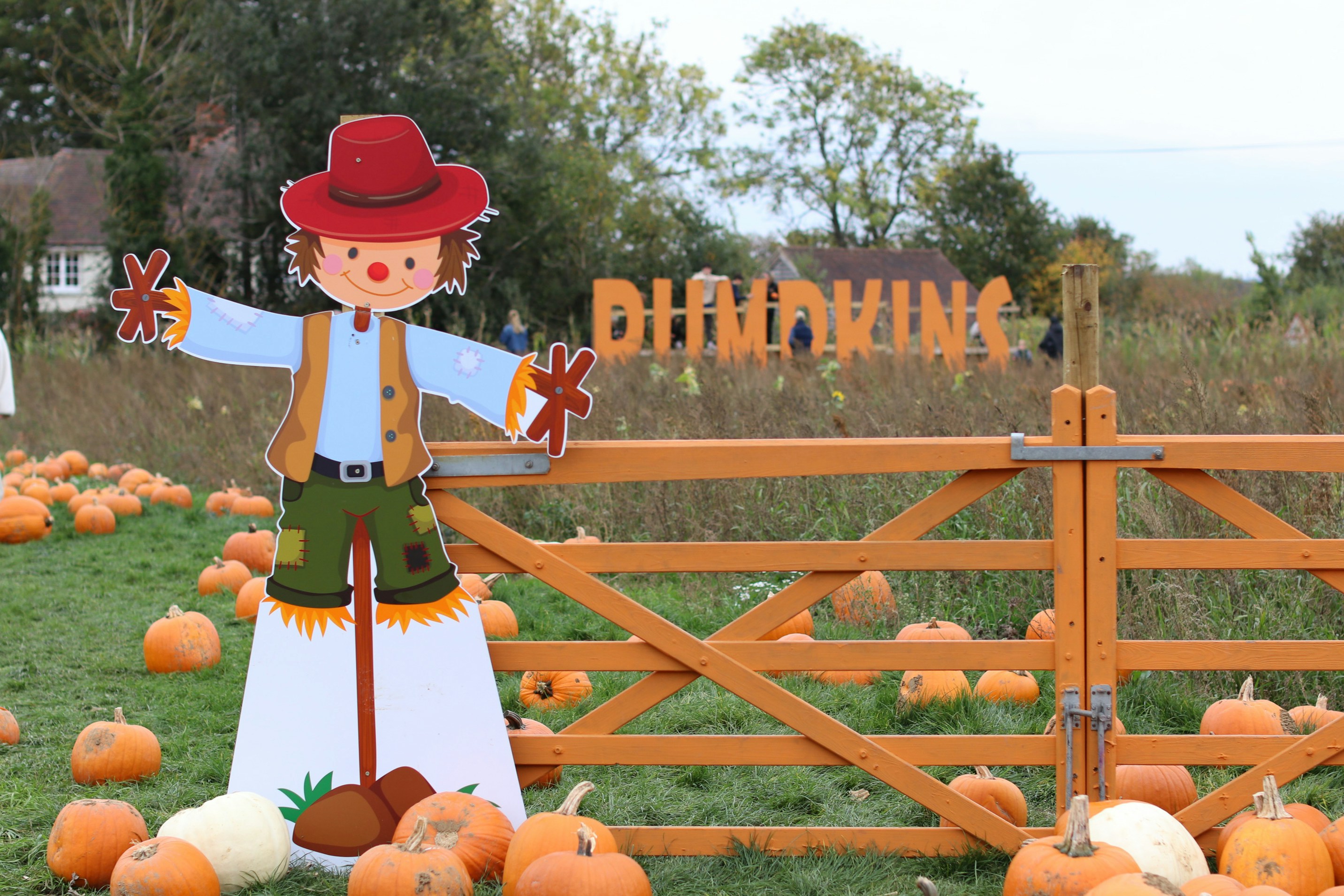 Scarecrow and pumpkins at a farm stand.