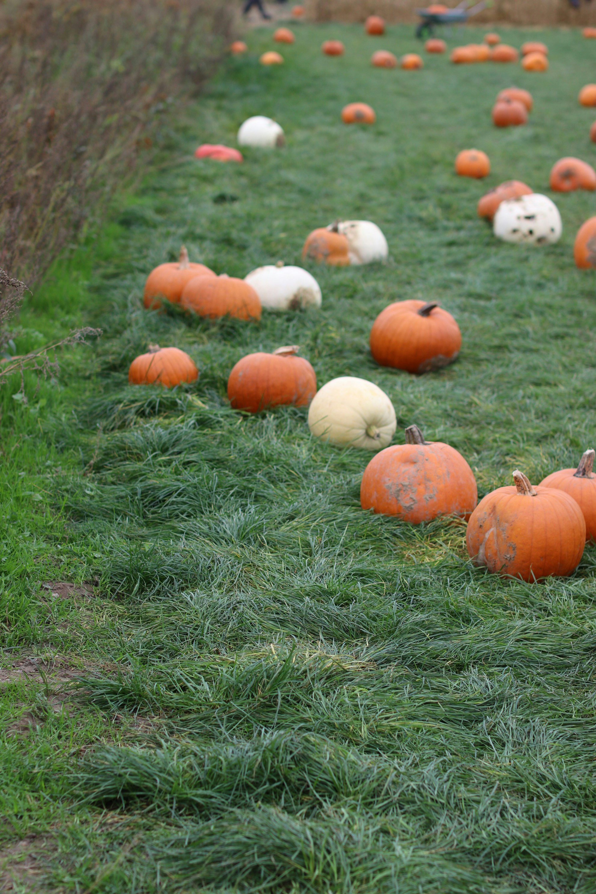 Pumpkins scattered across a grassy field. photo – Free Food Image on ...