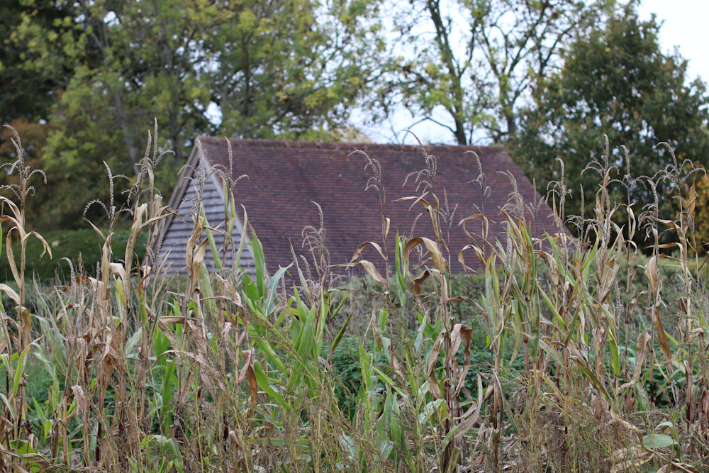 Grassland beside a rural property