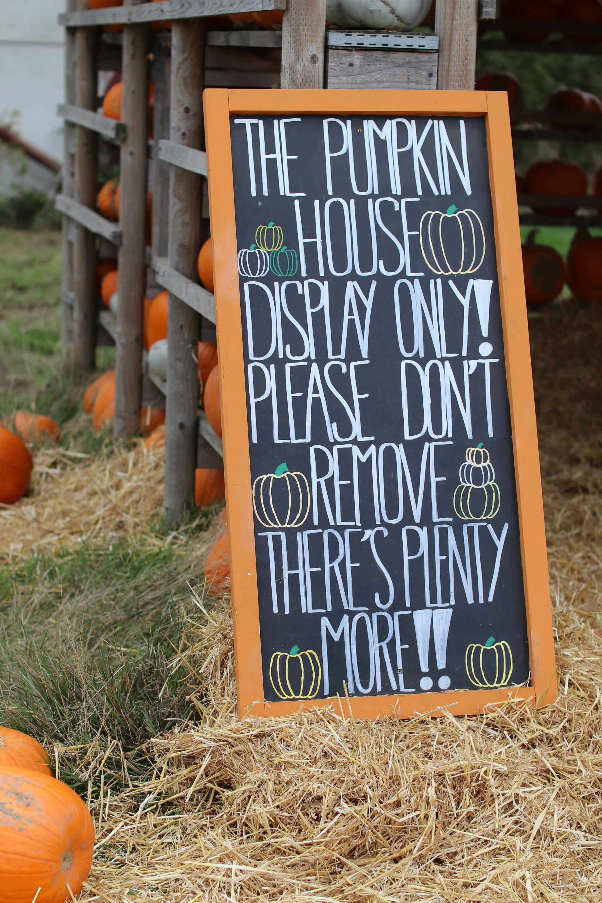 Il cartello della lavagna in un campo di zucche recita "solo esposizione"