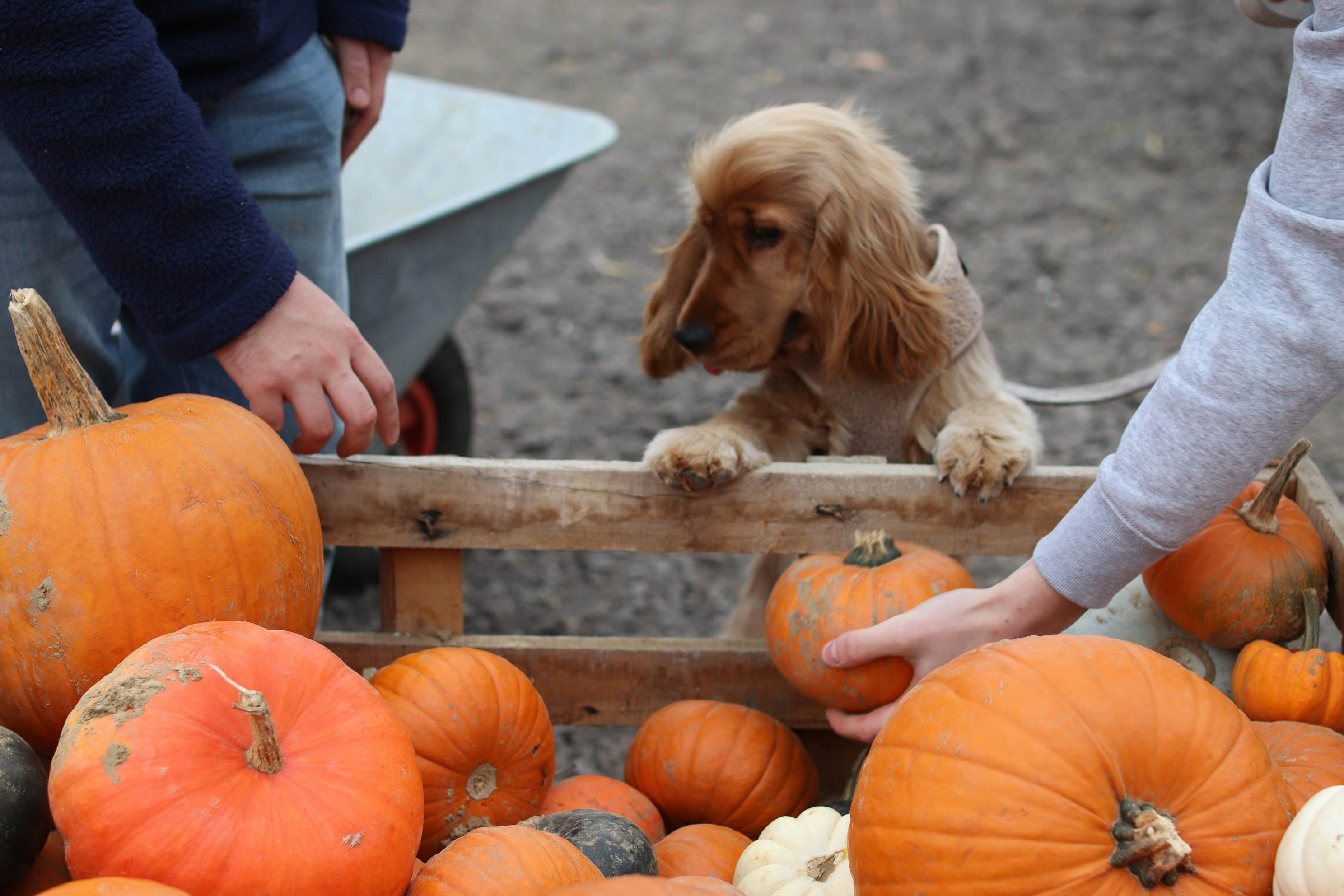 A dog looks over pumpkins at a farm stand.