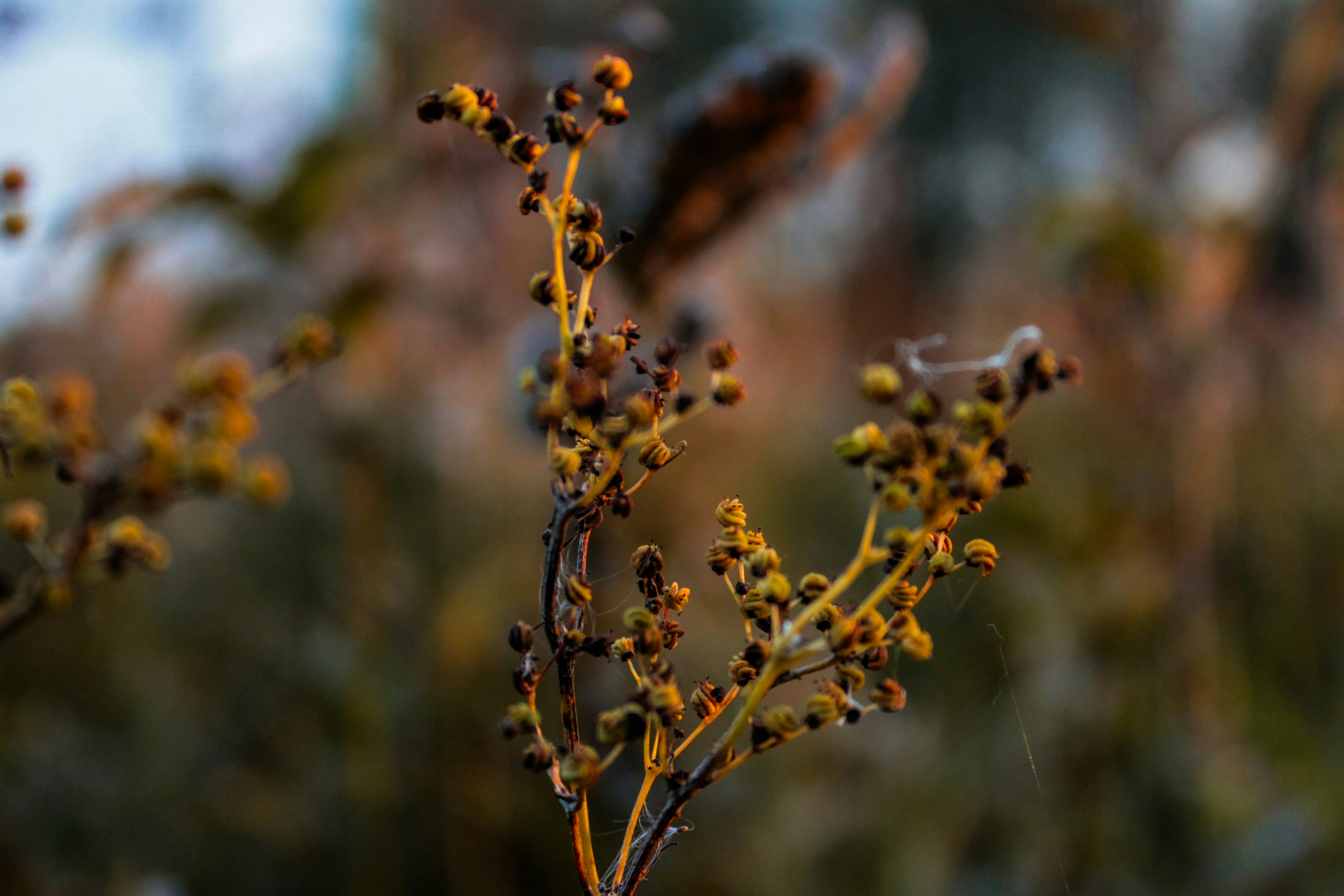 Photo by vvehkalahti