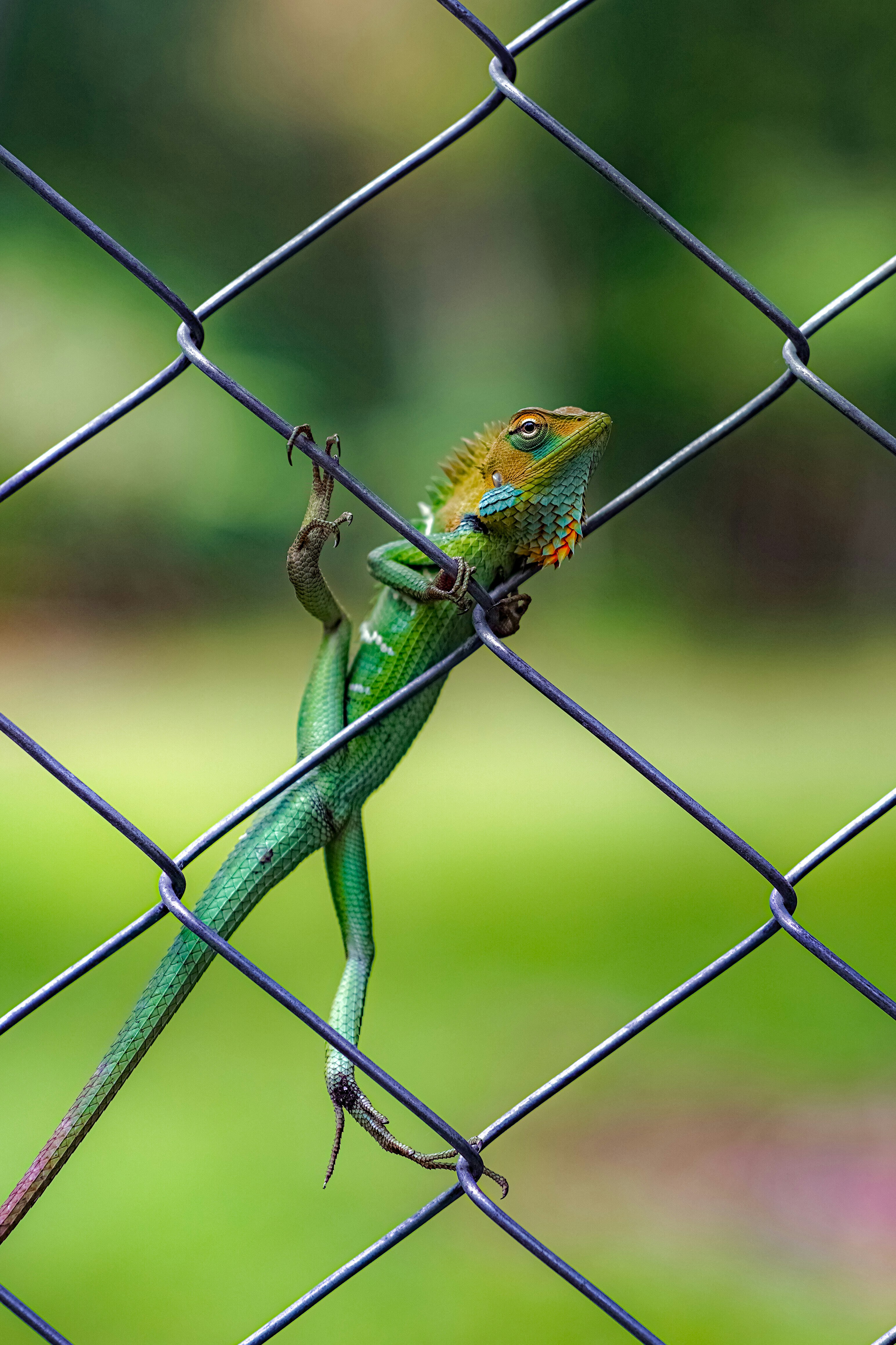 Lagarto verde colgando de una cerca de alambre