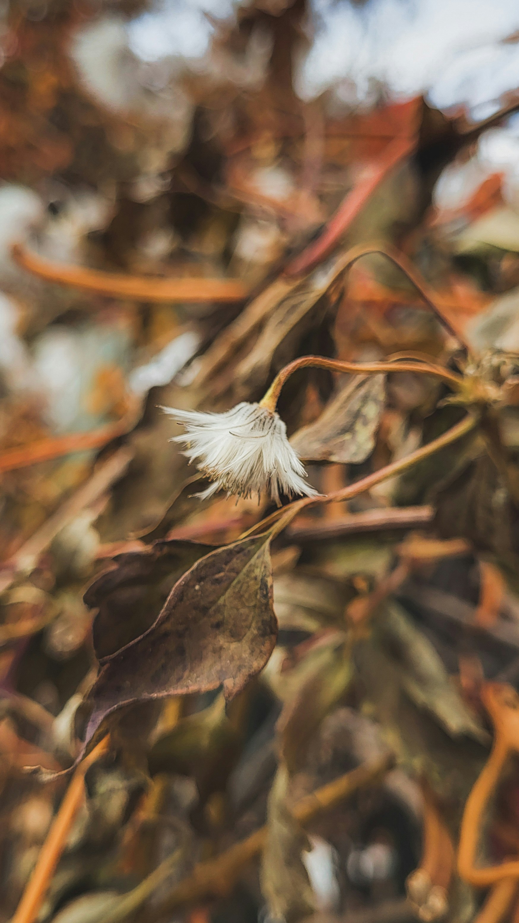 A delicate white flower amidst dried autumn leaves.