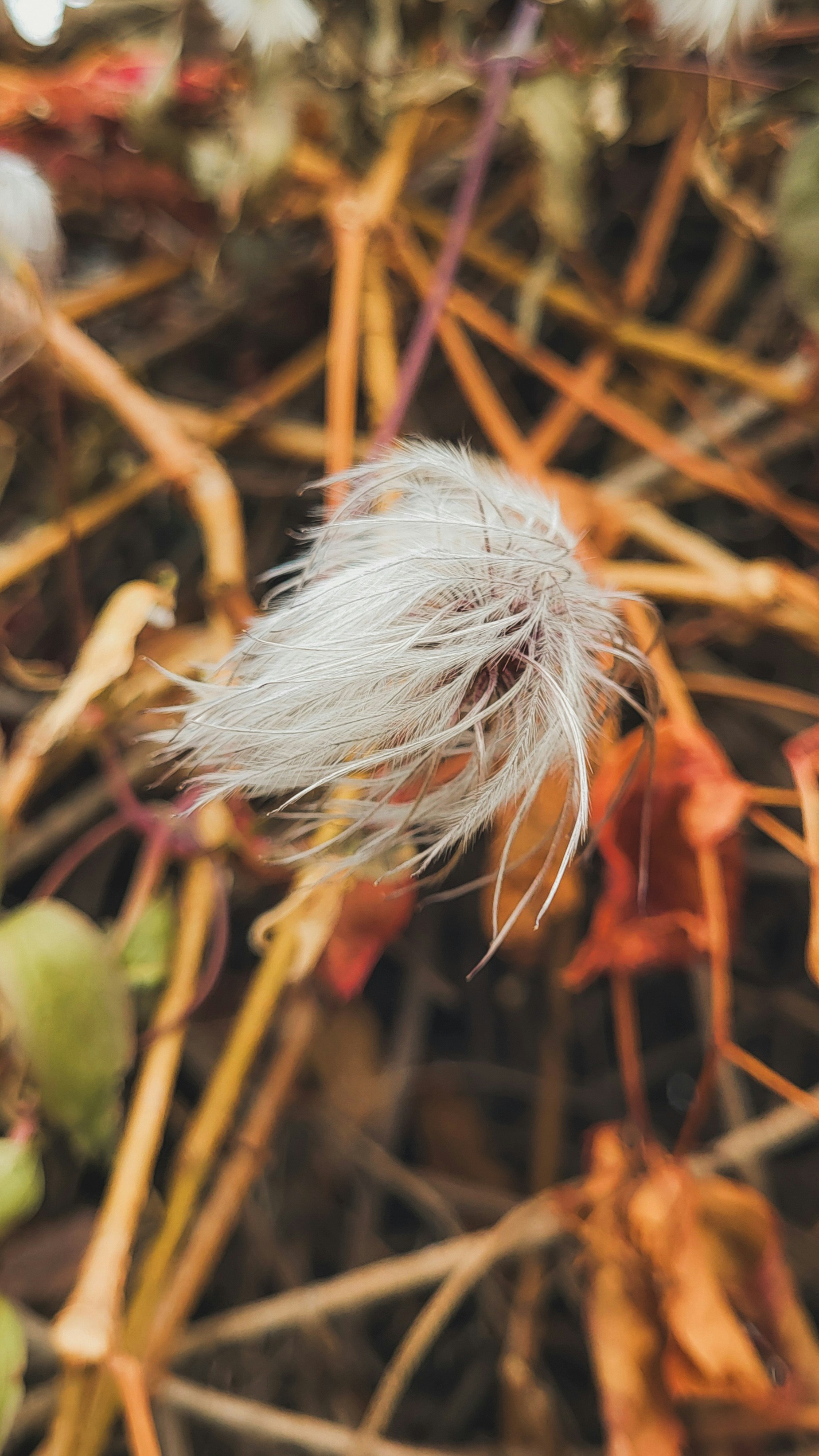 Delicate white seed head on dry brown stems