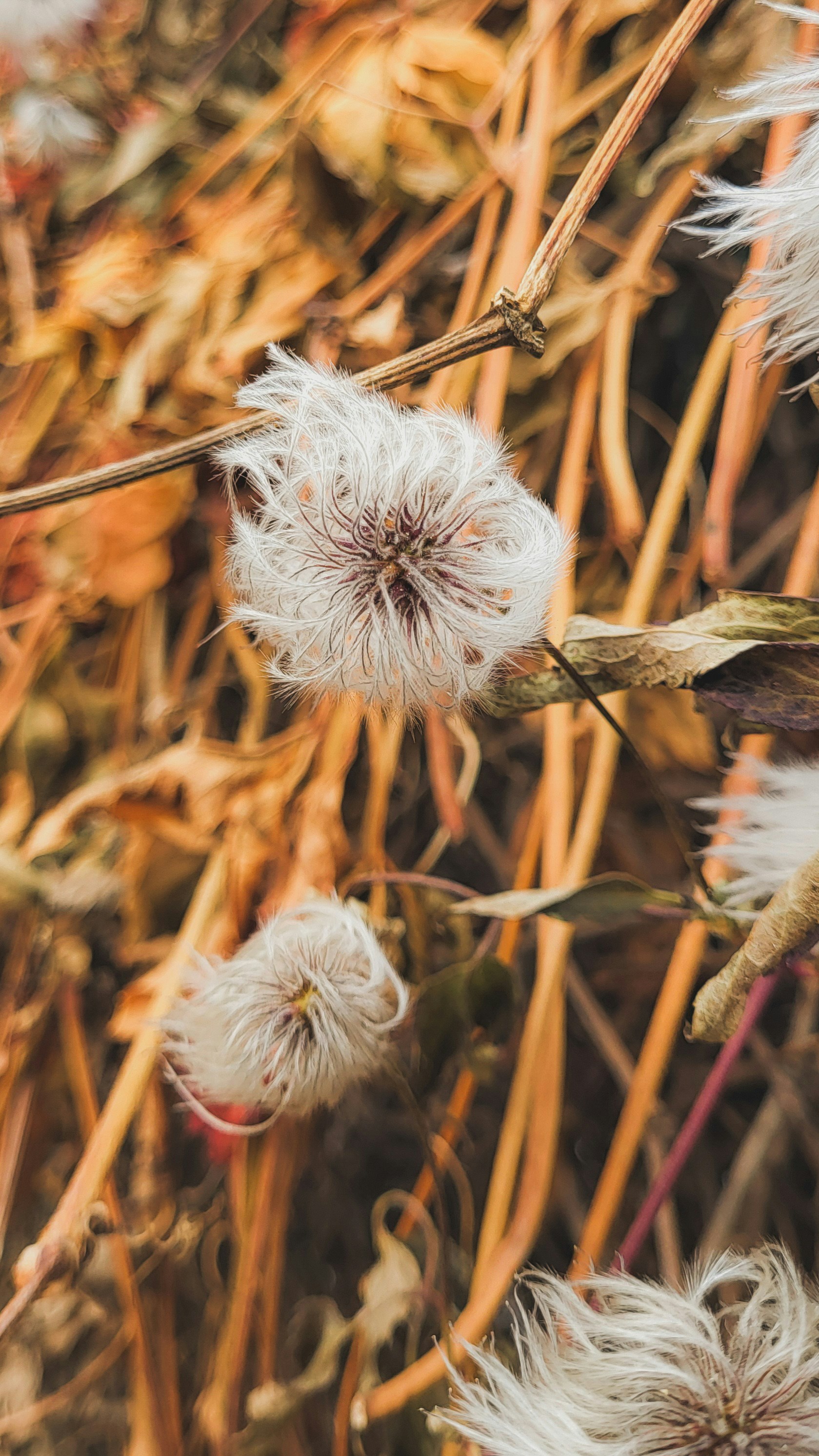 Fluffy seed heads of dried plants in autumn.