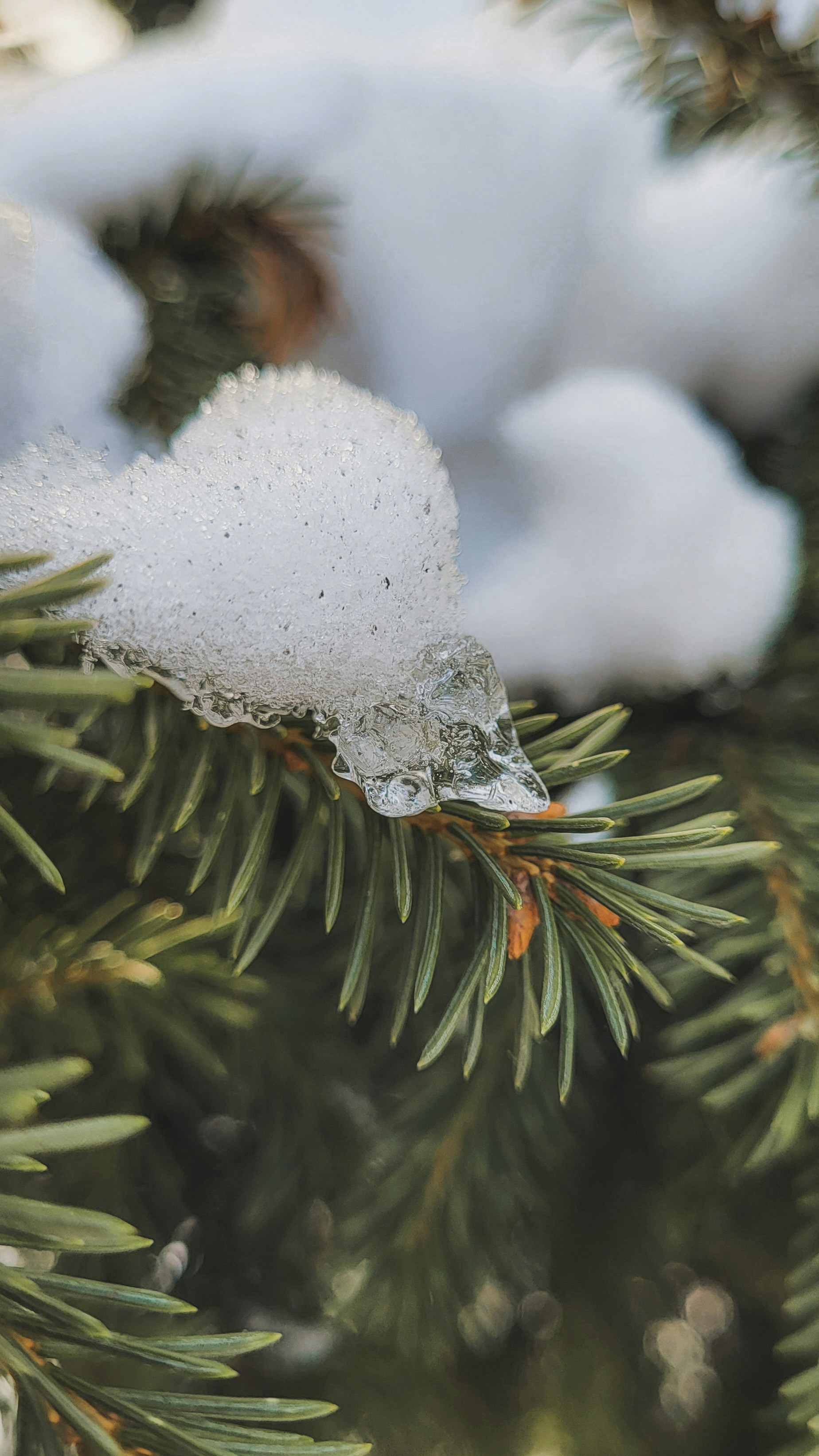Close-up of pine needles covered in snow and ice.