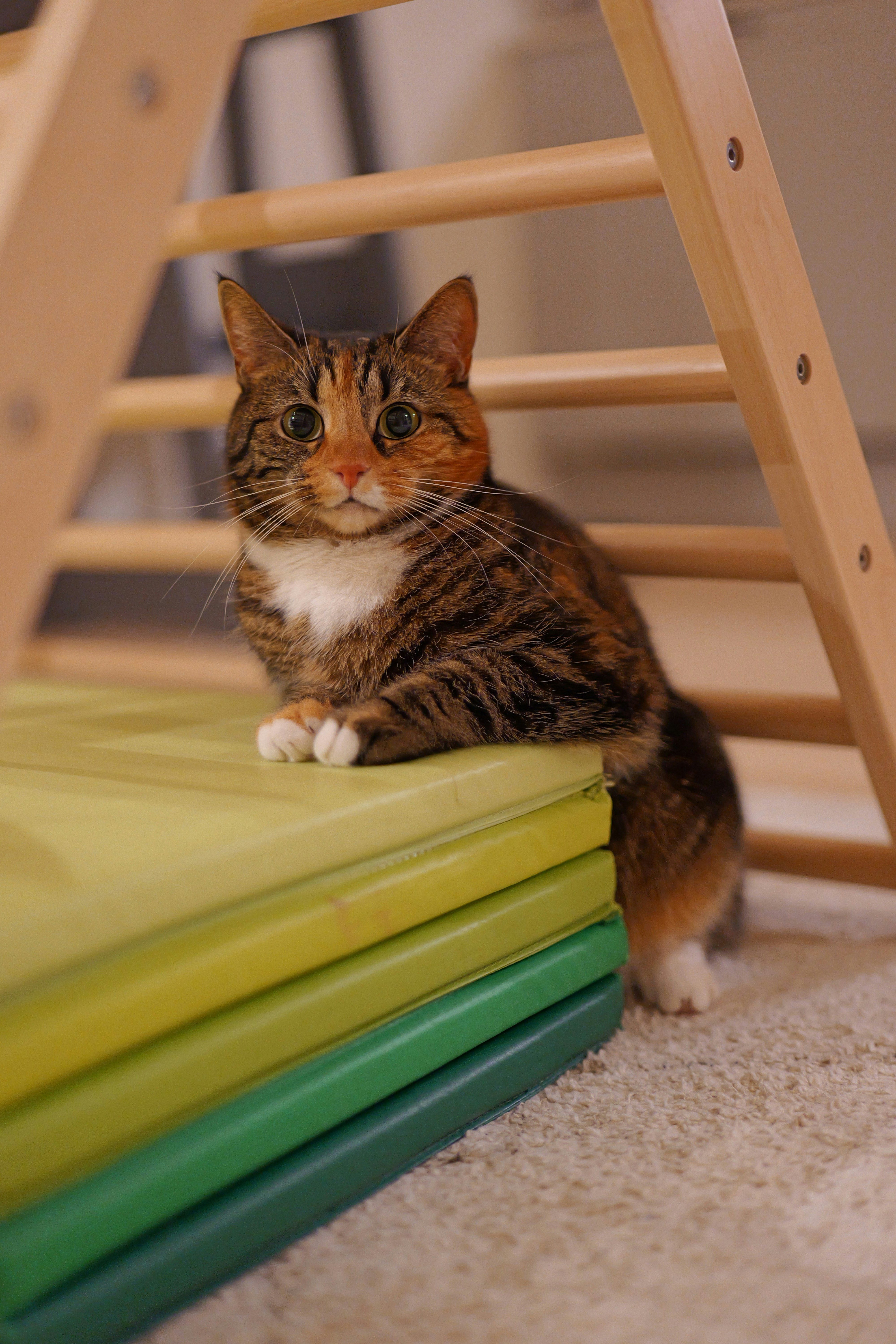 Gato atigrado sentado en esteras de colores apiladas.