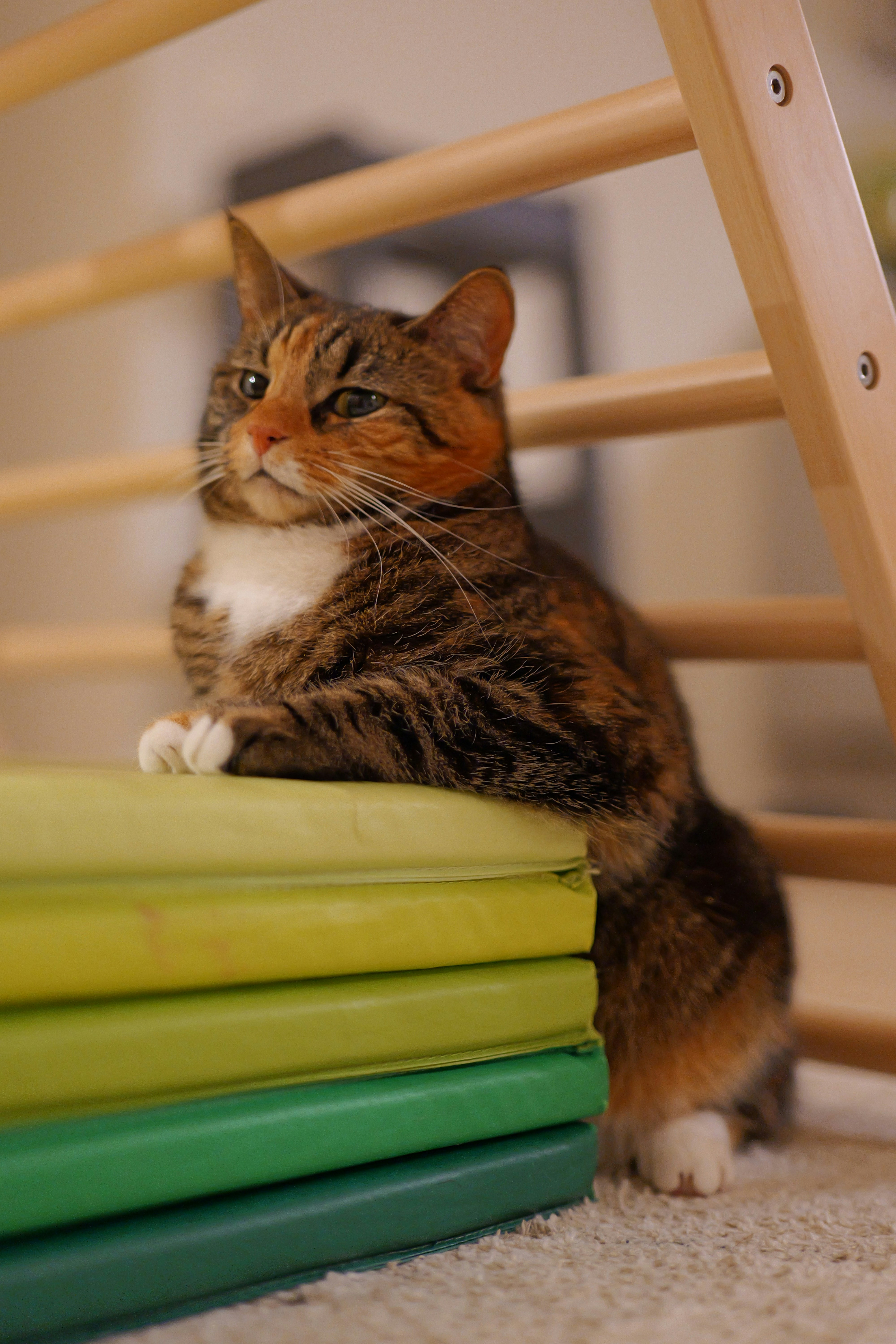 Un gato atigrado descansa sobre coloridos cojines apilados.