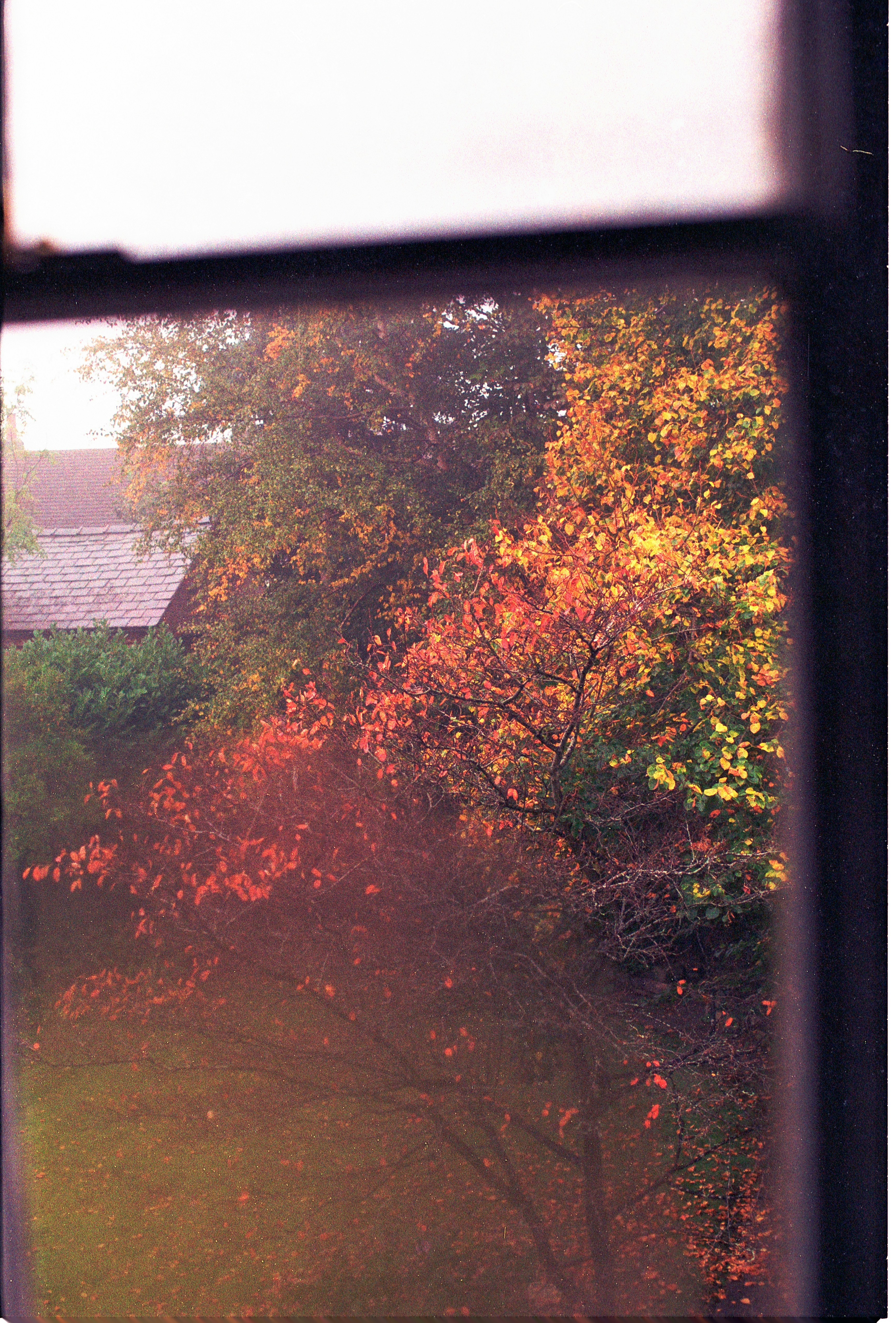 autumn leaves inside