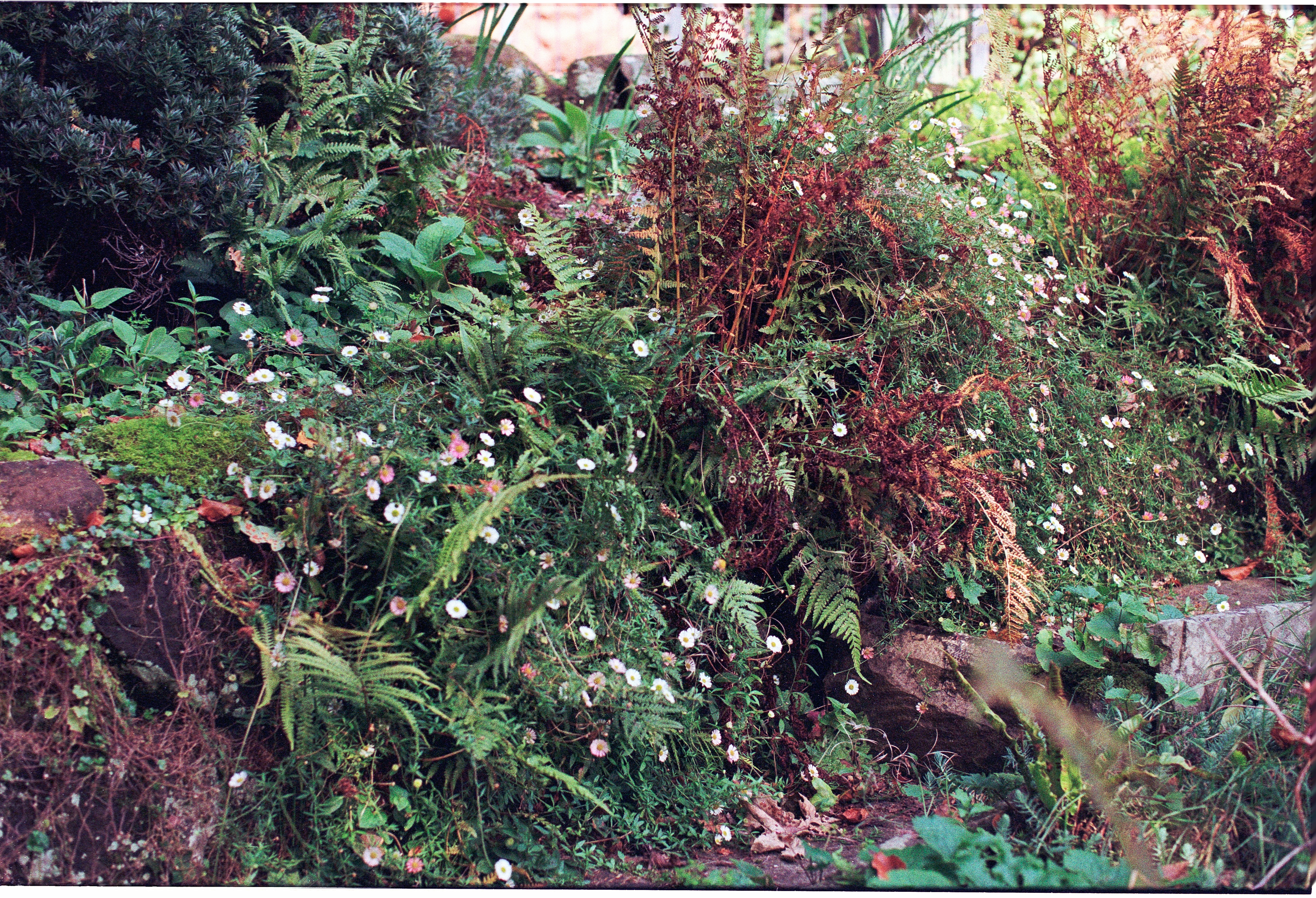 A close-up image of a green caterpillar eating a leaf in a garden.