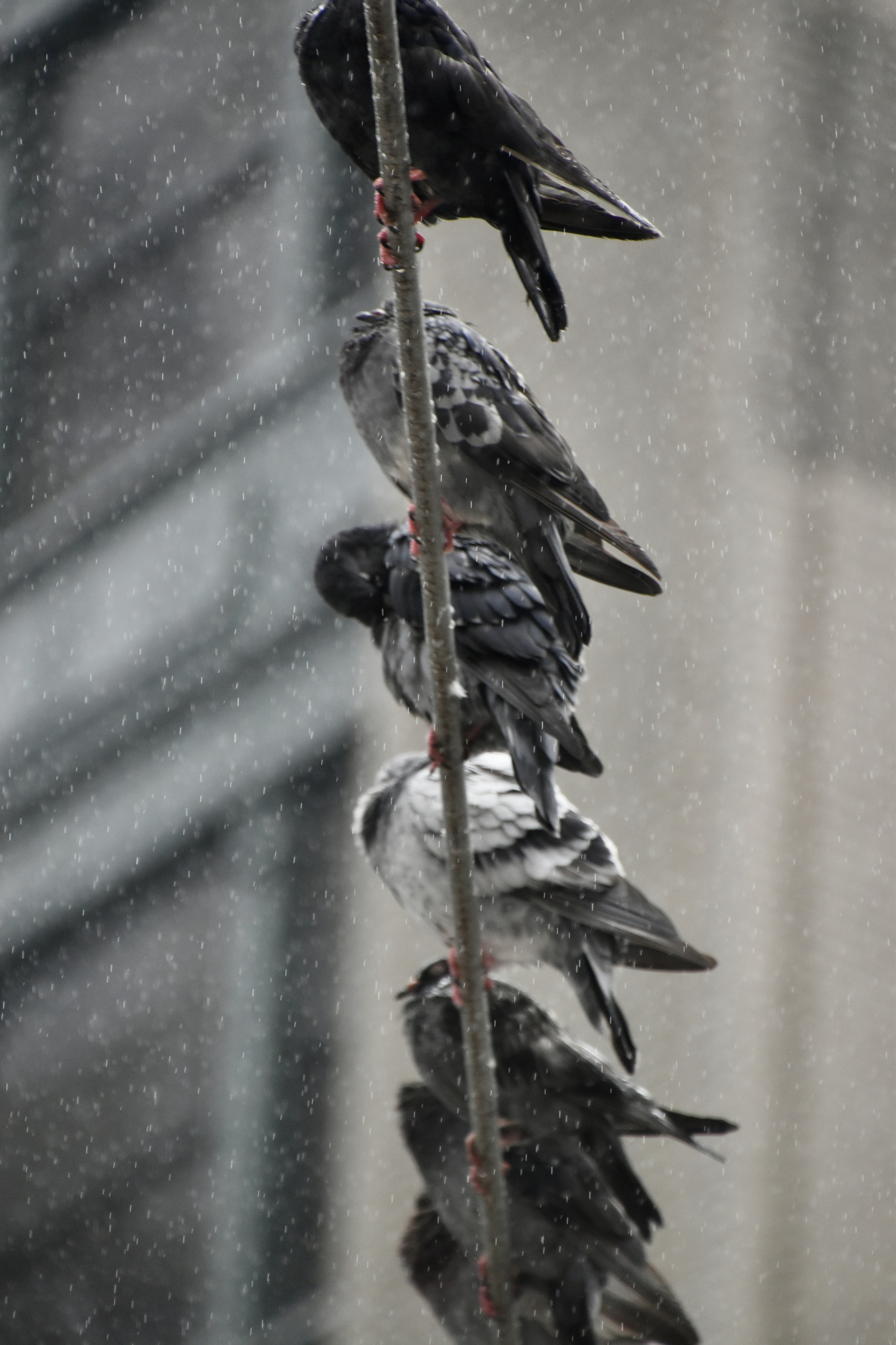 rainy weather cables